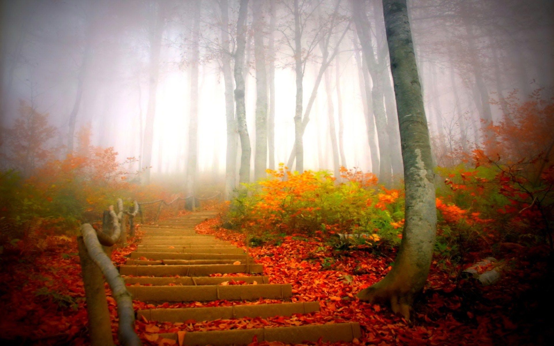 scalinata legno foresta autunnale nebbiosa, 1920x1200 Full HD+, PC