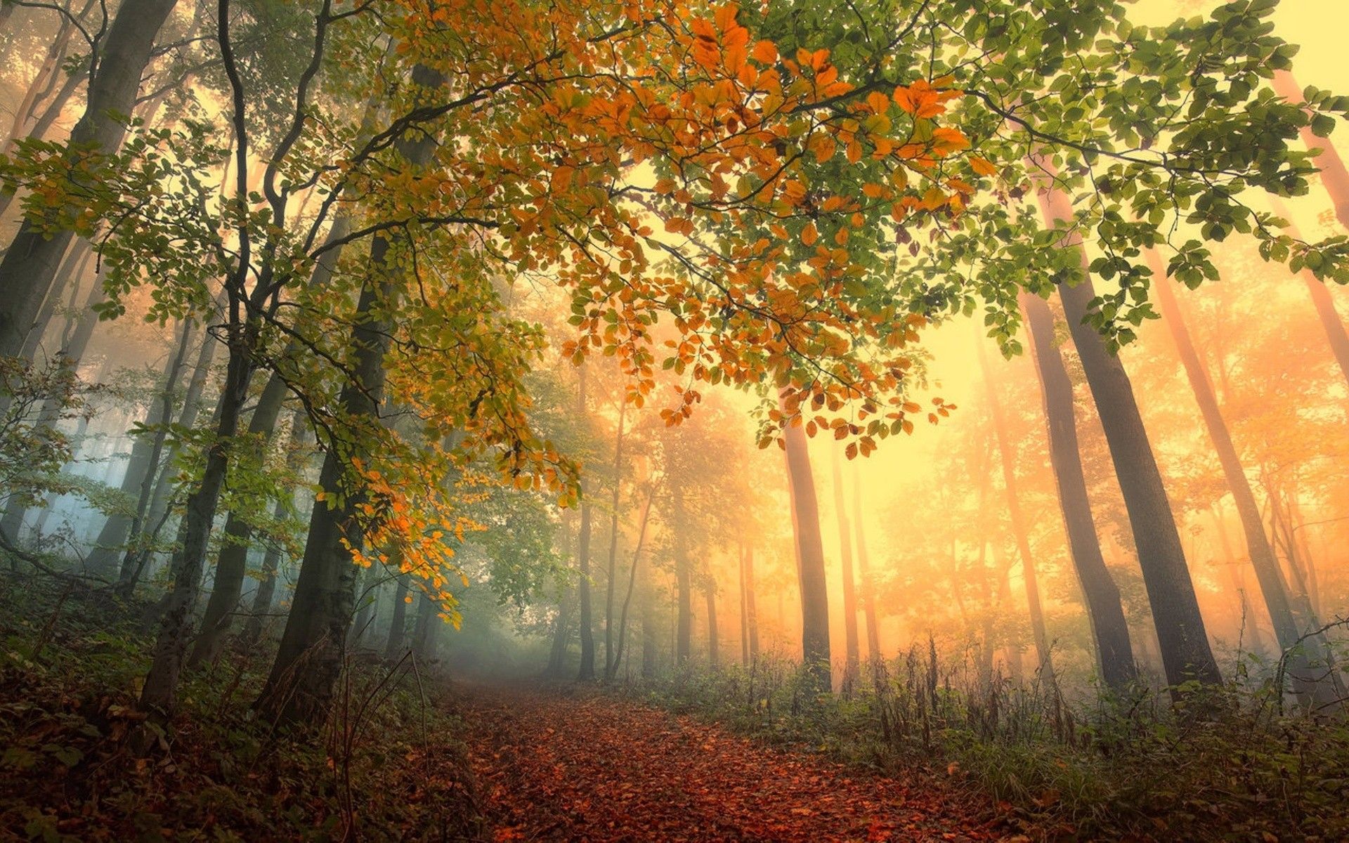 Sentiero boschivo autunnale nebbioso, 1920x1200 WUXGA, PC