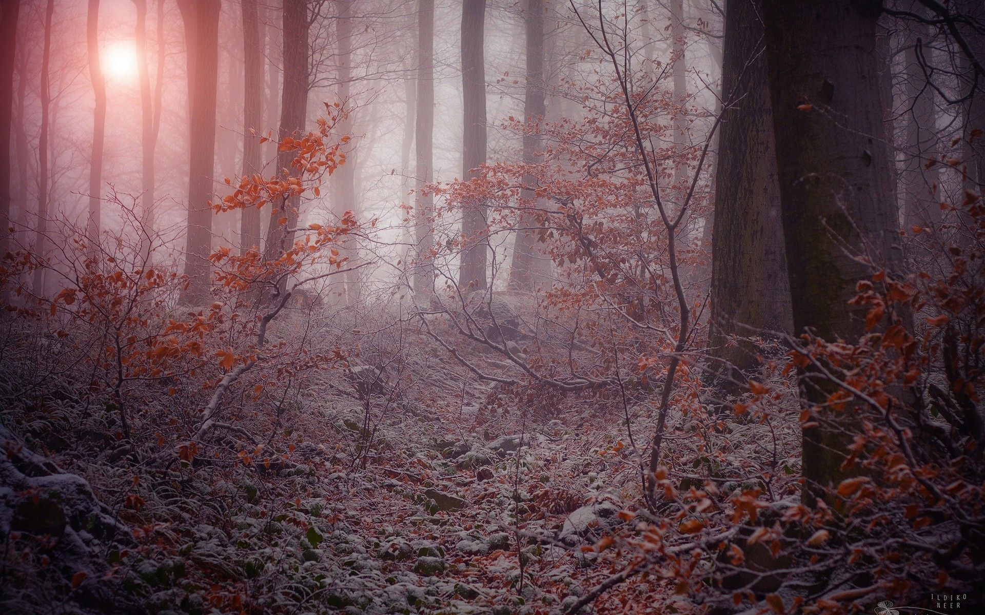 Foresta autunnale nebbiosa, 1920x1200 WUXGA, Laptop