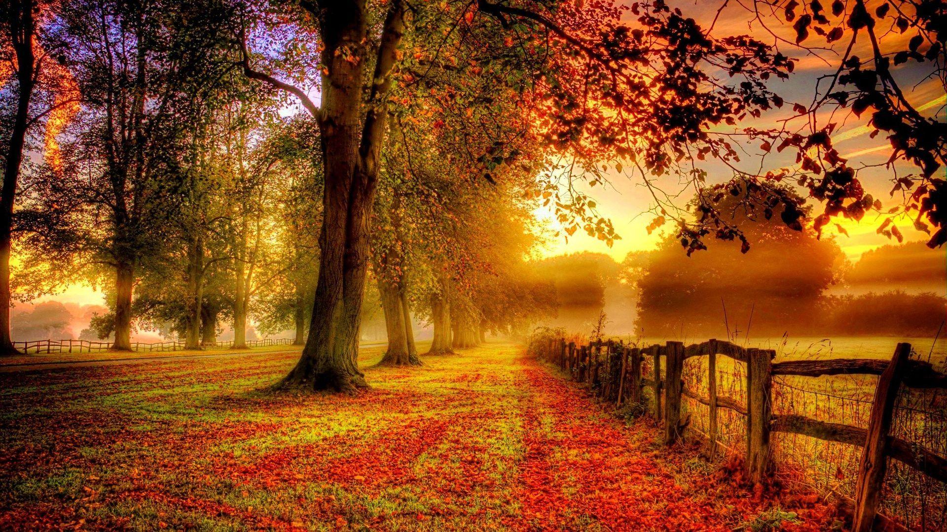Viale autunnale con nebbia dorata, 1920x1080 Full HD 1080p, Laptop