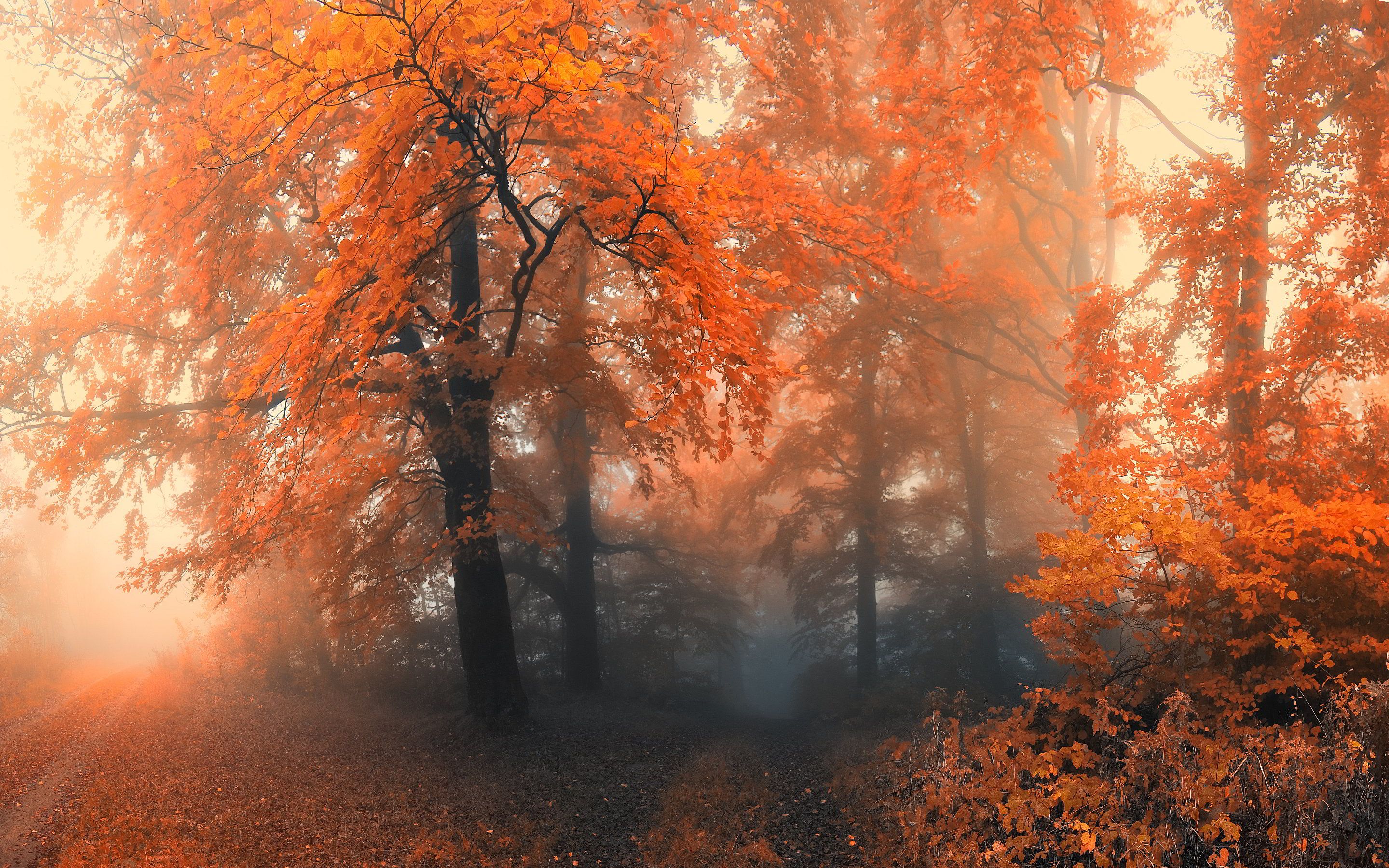 Foresta autunnale nebbiosa arancione, 2880x1800 2K, Desktop