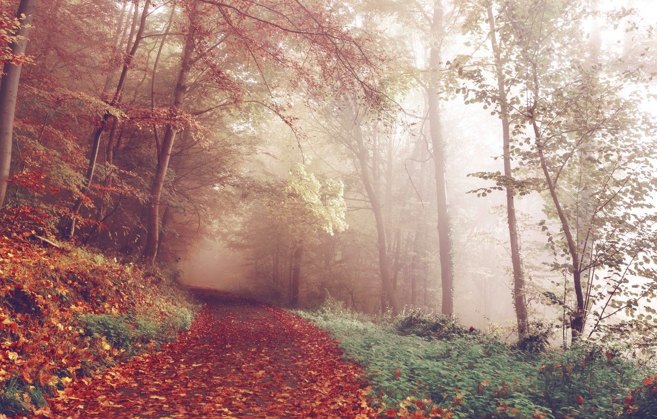 Sentiero autunnale nella nebbia, 1332x850 HD, Desktop