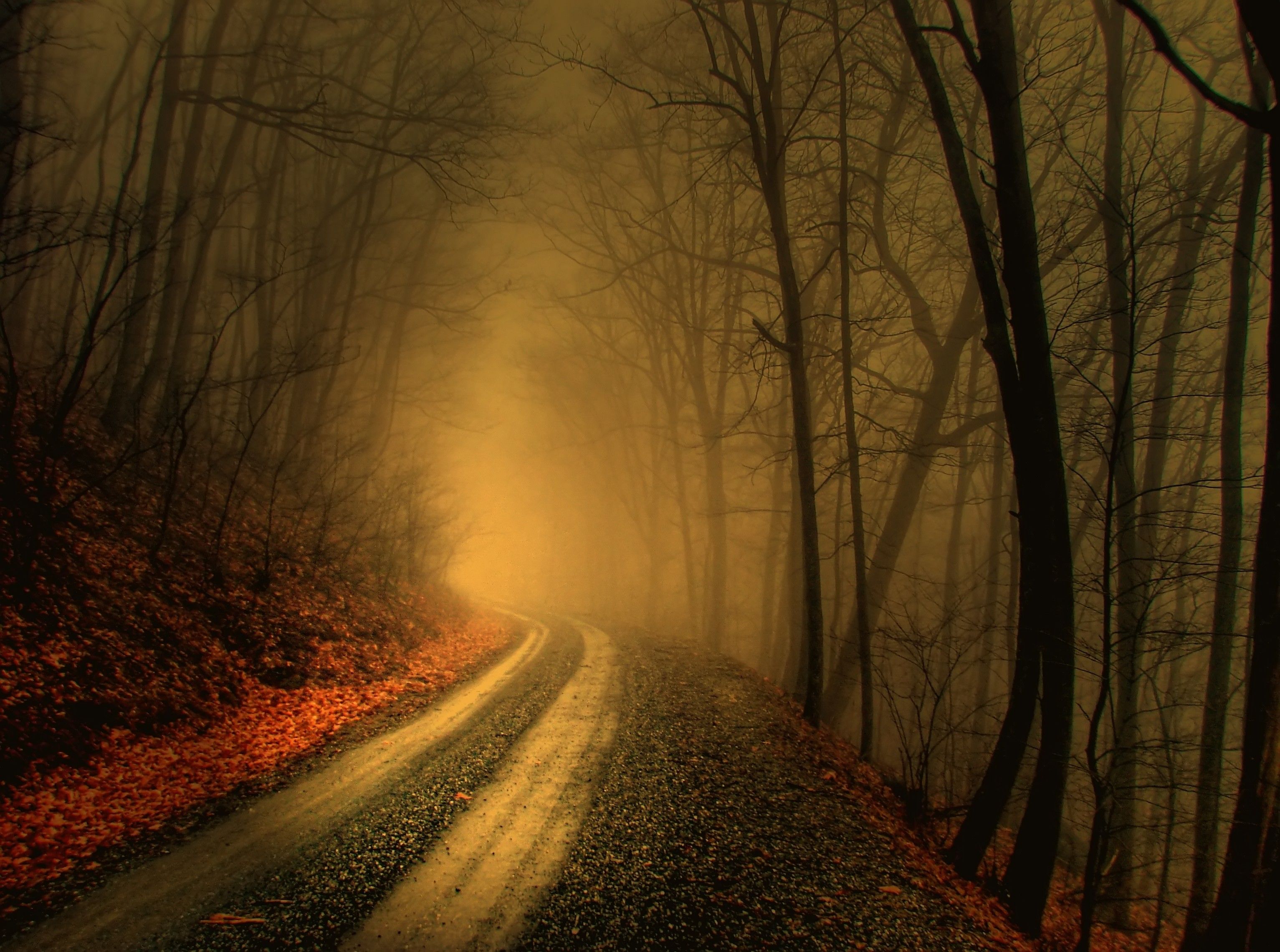 Strada nebbiosa nel bosco autunnale, 3066x2279 WQXGA, Monitor Gaming