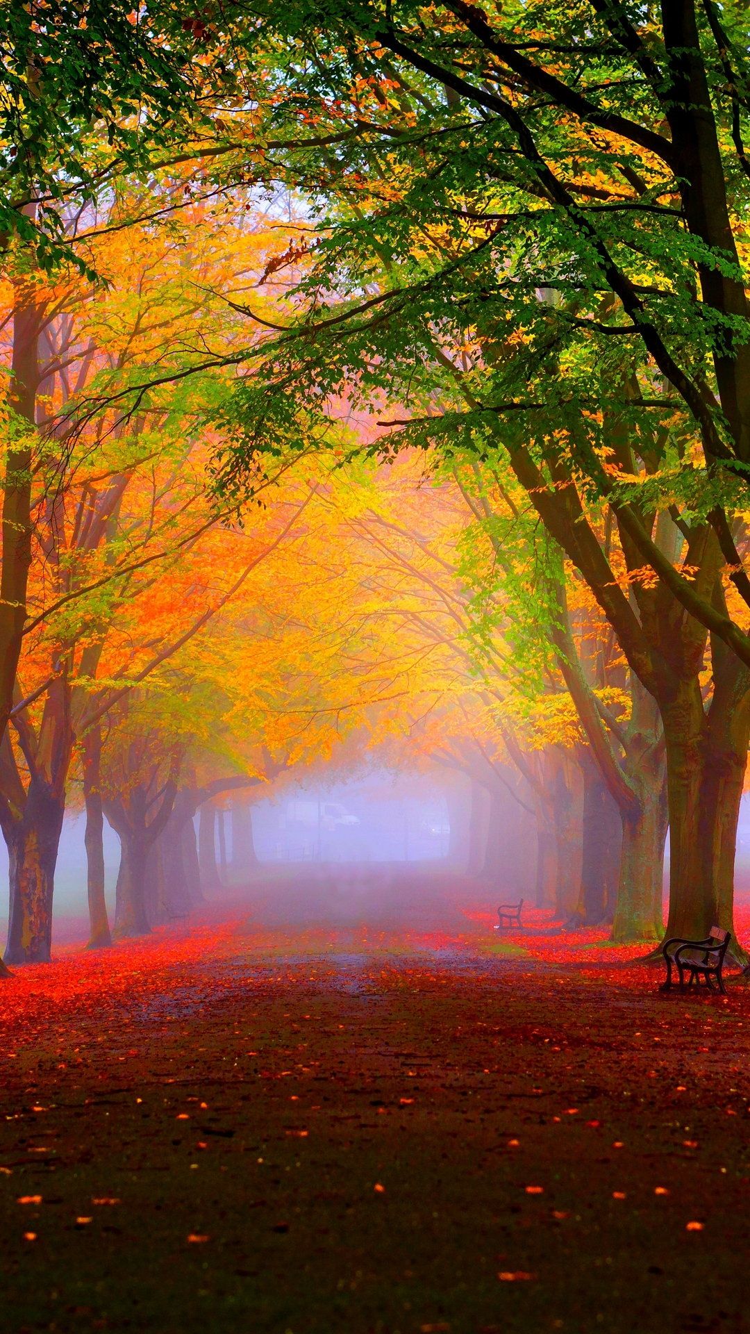 Sentiero parco autunnale nebbioso, 1080x1920 Verticale, Mobile