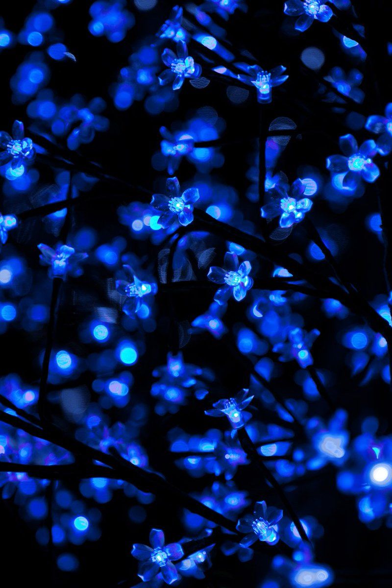 Luci blu tra rami, 800x1200 Verticale, OnePlus