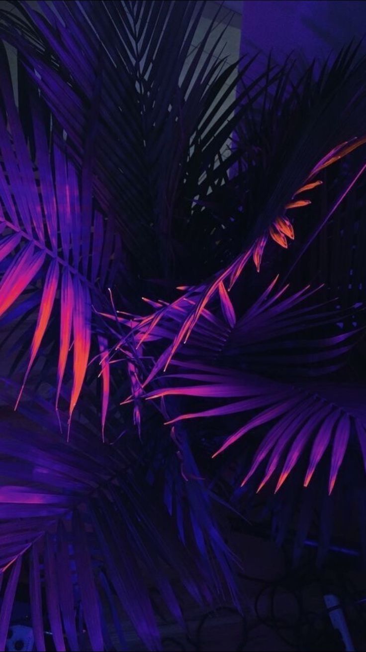 Foglie di palma neon viola, 736x1309 Full HD Verticale, iPhone