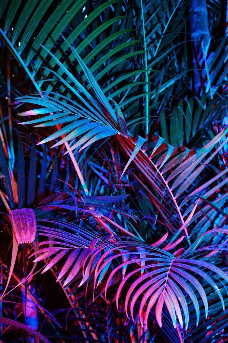 Piante tropicali luce neon, 736x1104 Full HD Verticale, Smartphone