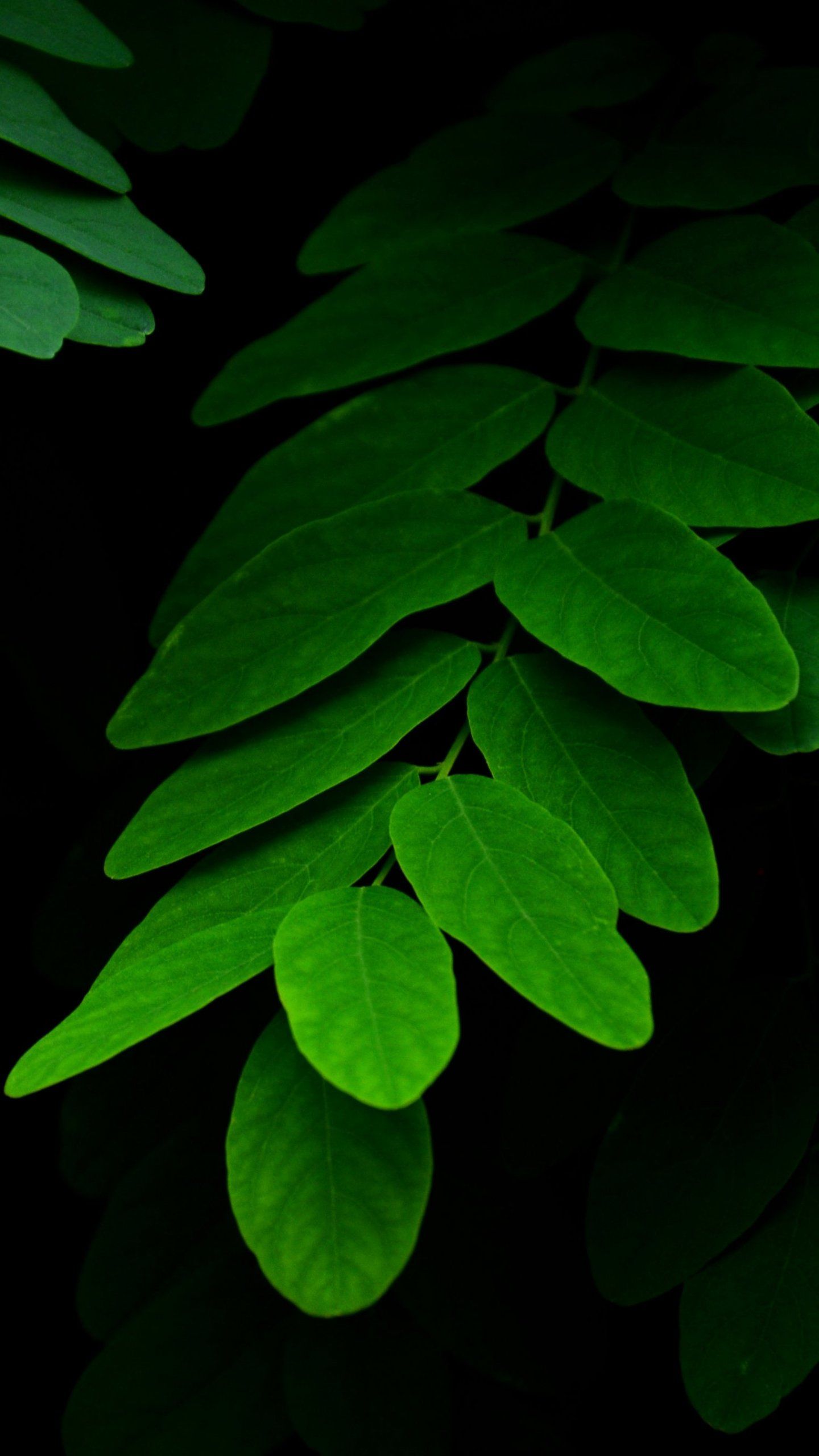 Foglie verdi su nero, 1440x2560 Full HD Verticale, iPhone