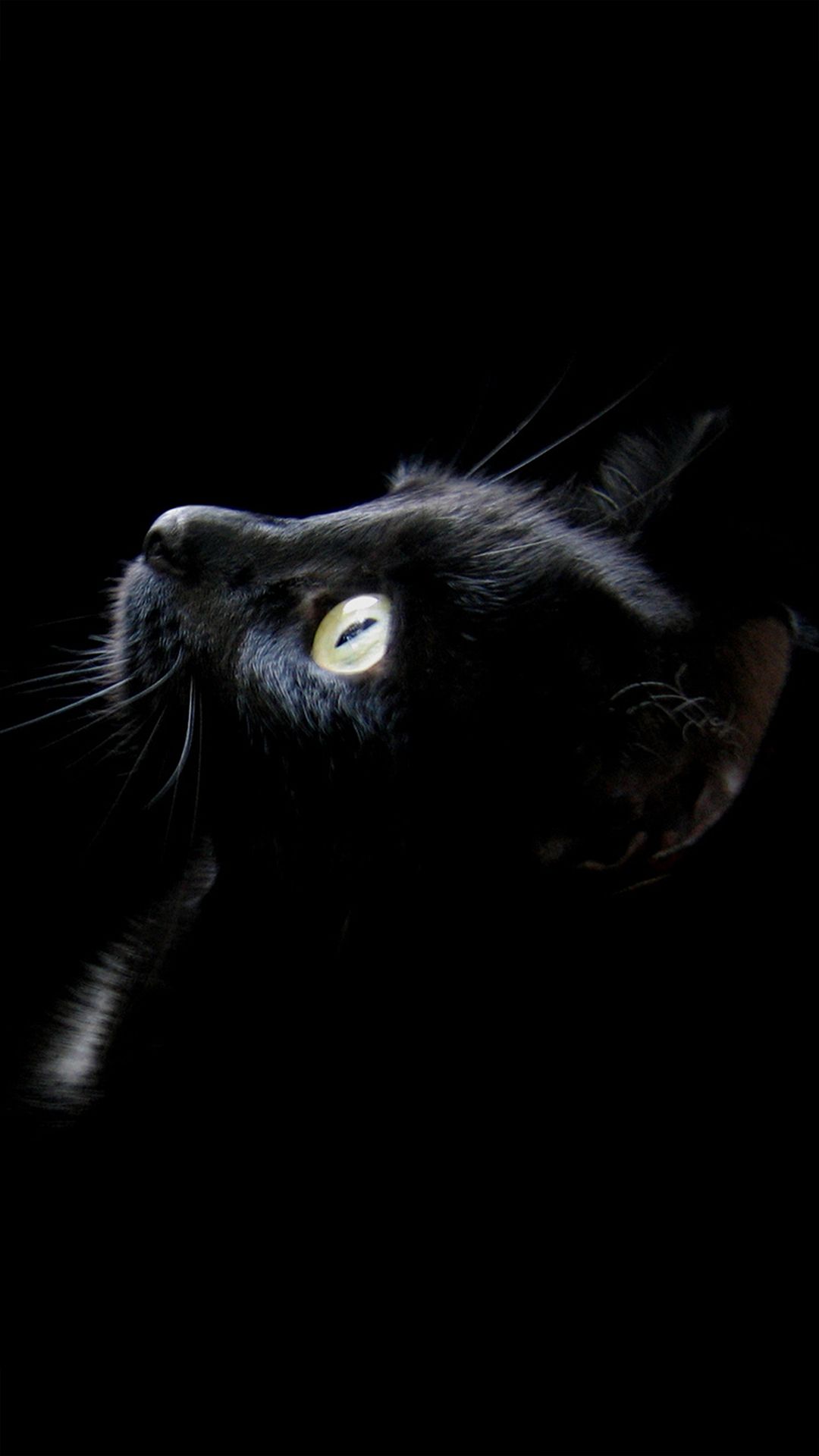 Gatto nero sfondo scuro, 1080x1920 Verticale, Telefono