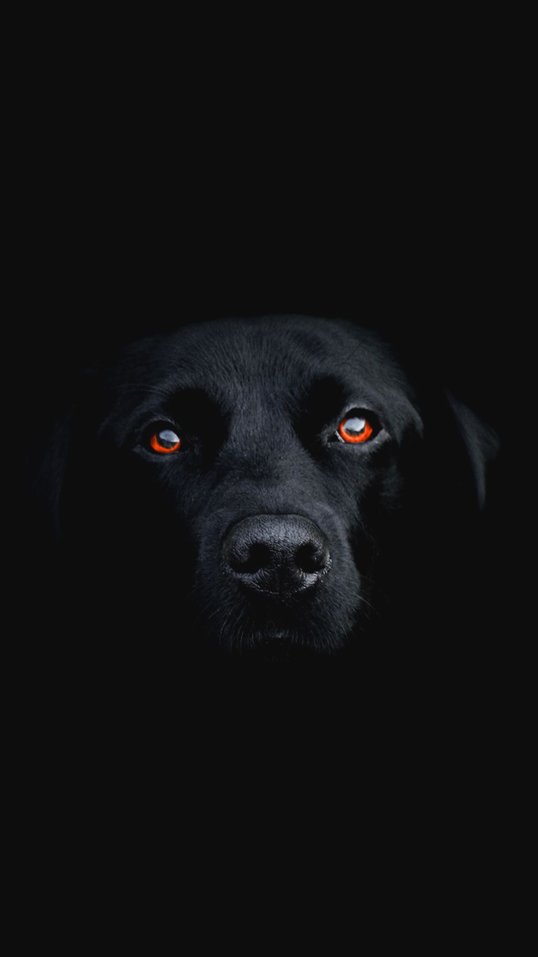 Cane nero labrador buio, 1080x1920 Verticale, Telefono