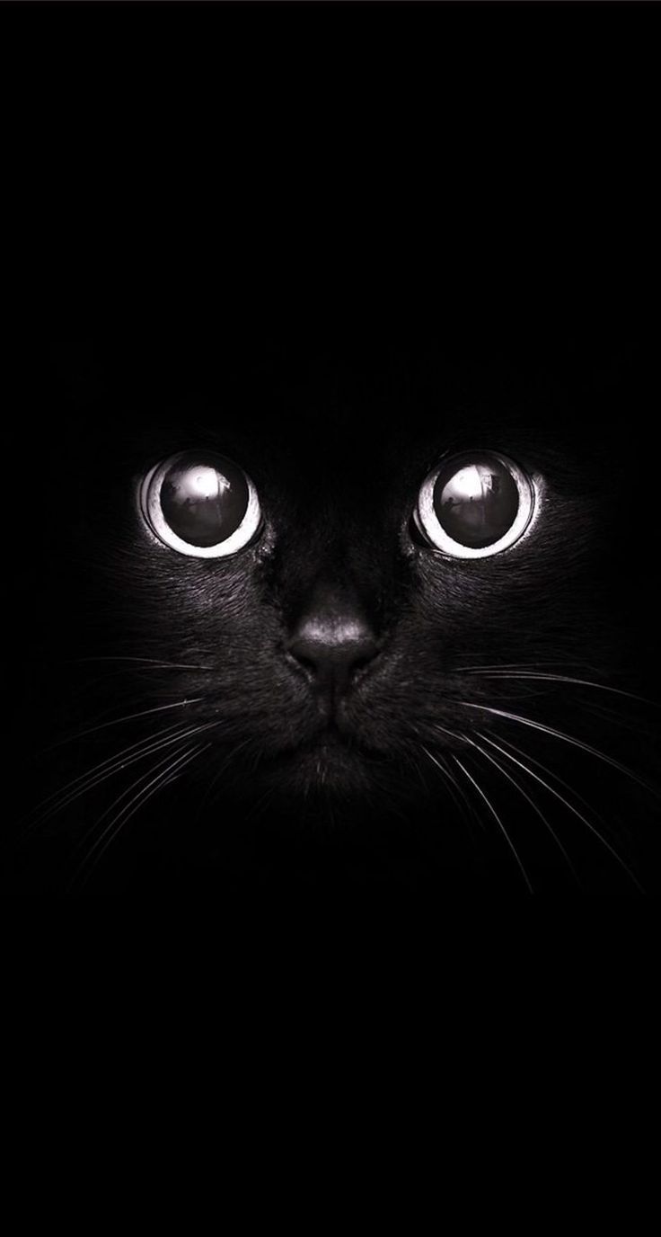 Gatto nero occhi luminosi, 736x1376 Full HD Verticale, Google Pixel