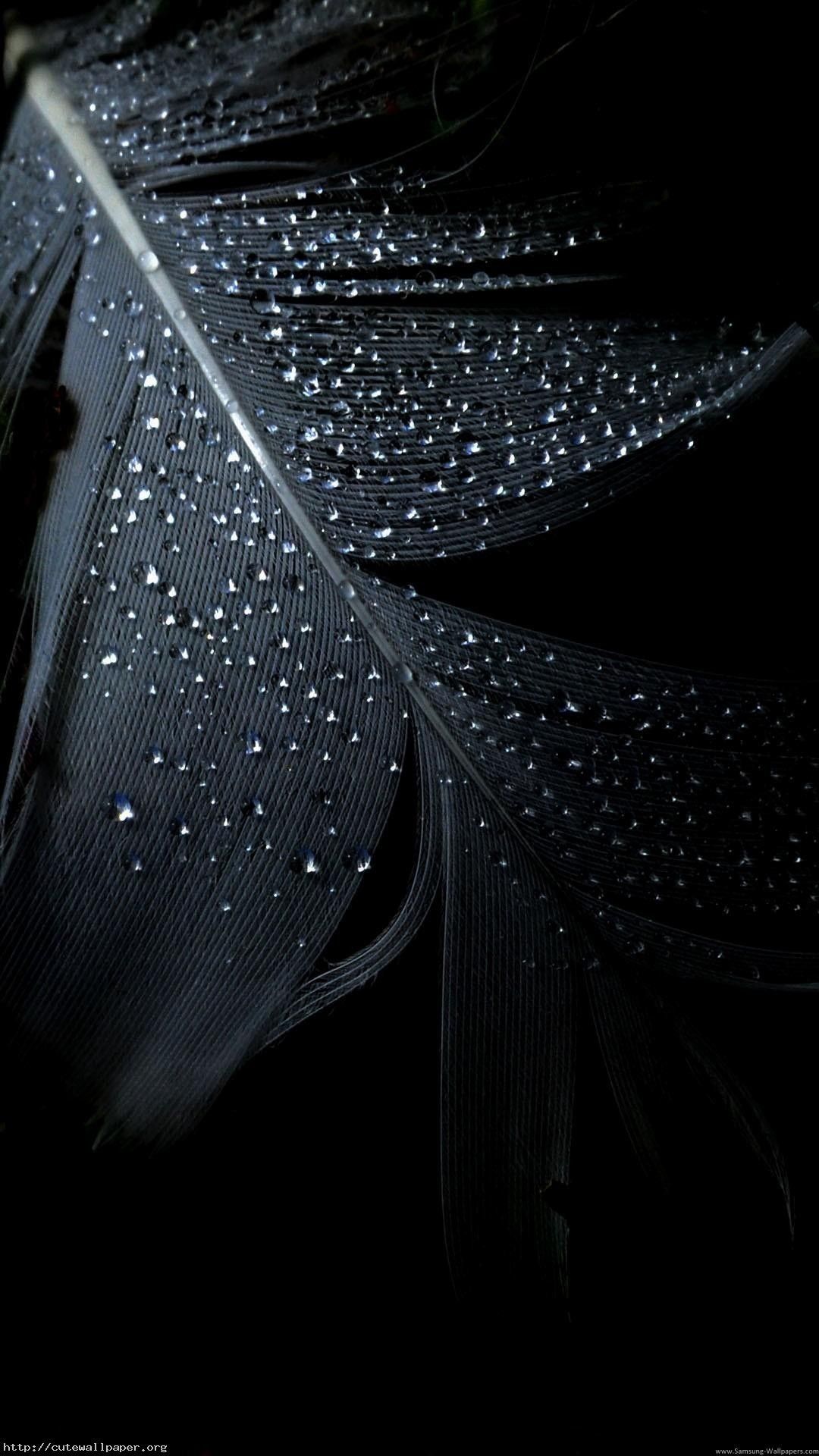 Piuma nera con gocce d'acqua, 1080x1920 Verticale, Telefono