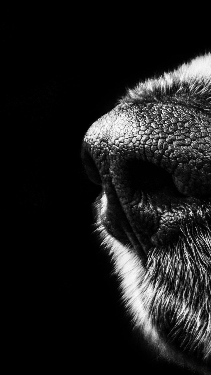 Naso di cane bianco nero, 720x1280 Verticale, iPhone Plus