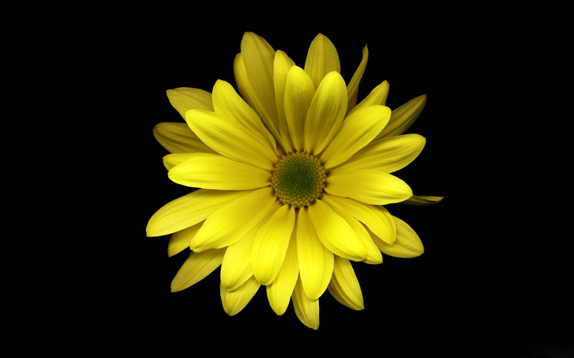Neri e Gialli, 1080x1920 Full HD Verticale, iPhone