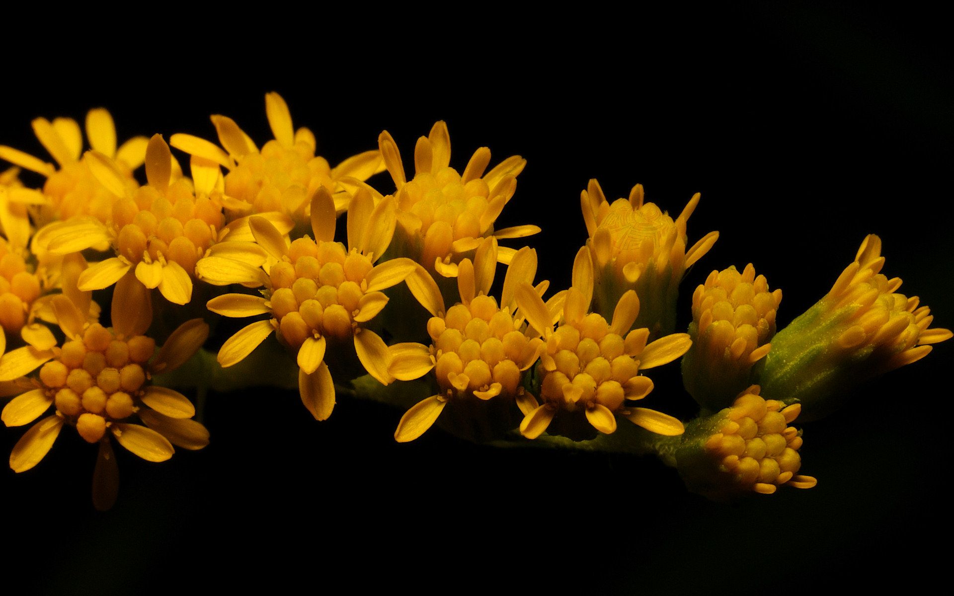 Fiori gialli su sfondo nero, 1920x1200 Full HD+ WUXGA, Desktop