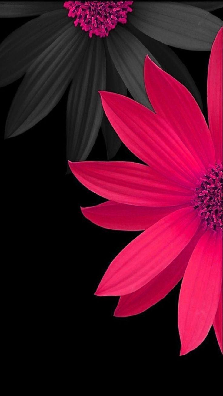 Fiori rosa scuro e neri, 736x1308 Full HD Verticale, iPhone