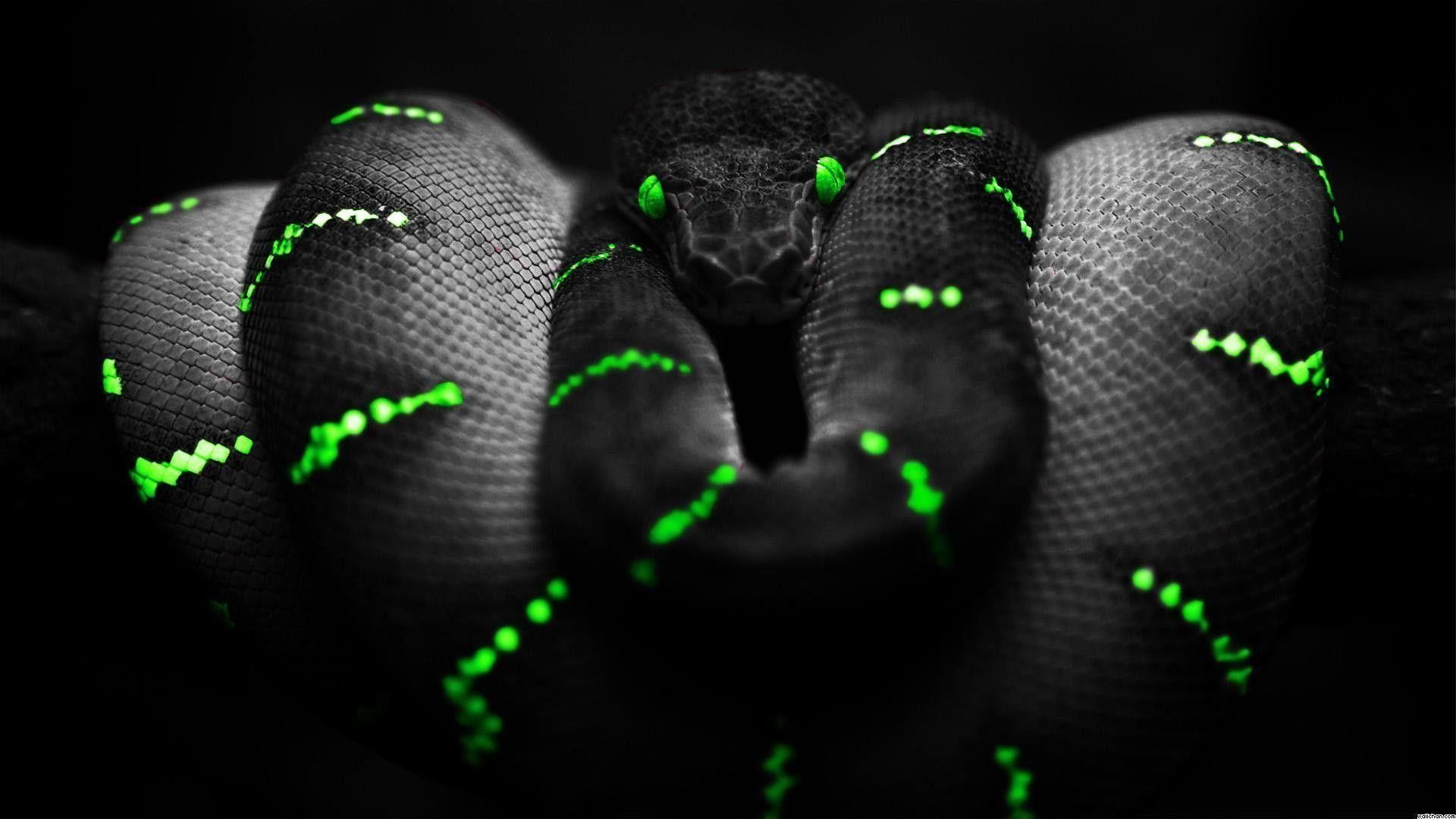 Serpente nero con macchie verdi, 1920x1080 1080p, Desktop