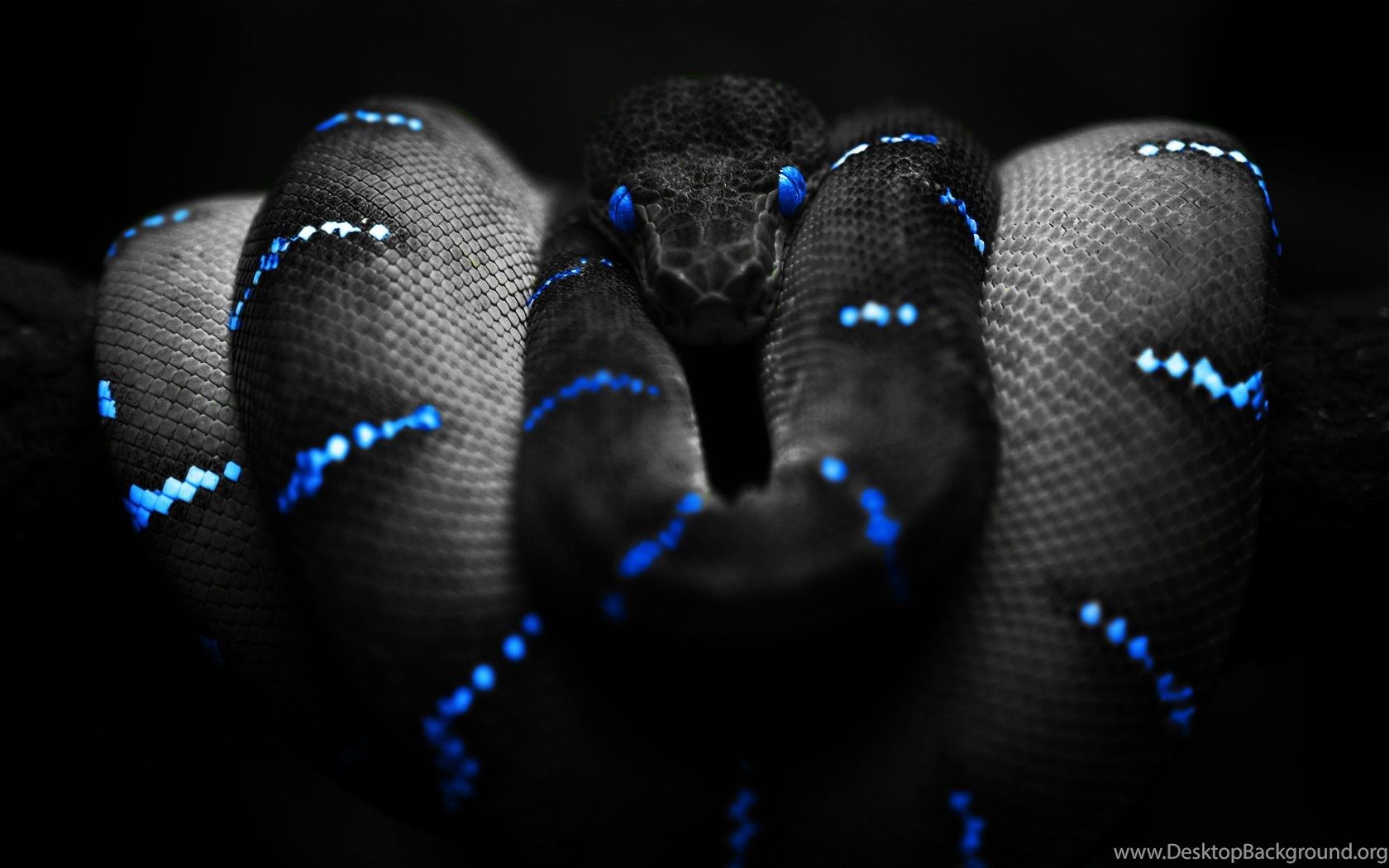 Serpente nero con riflessi blu, 1680x1050 900p, PC