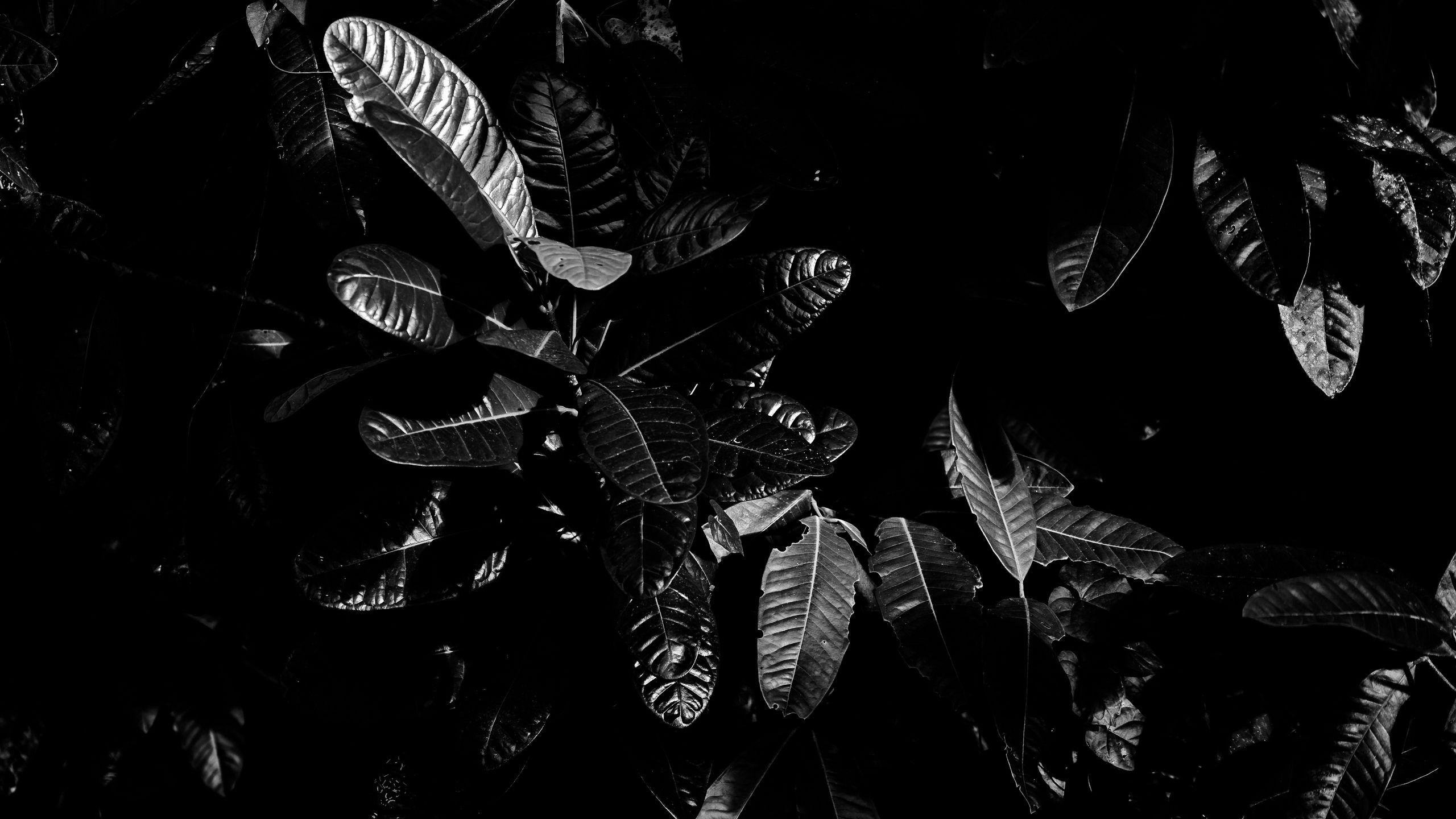 Foglie scure bianco e nero, 2560x1440 2K QHD, PC