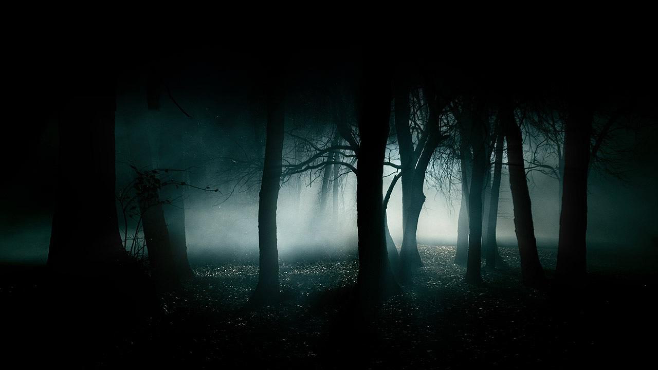 Foresta scura nebbiosa notturna, 2560x1440 2K, Desktop