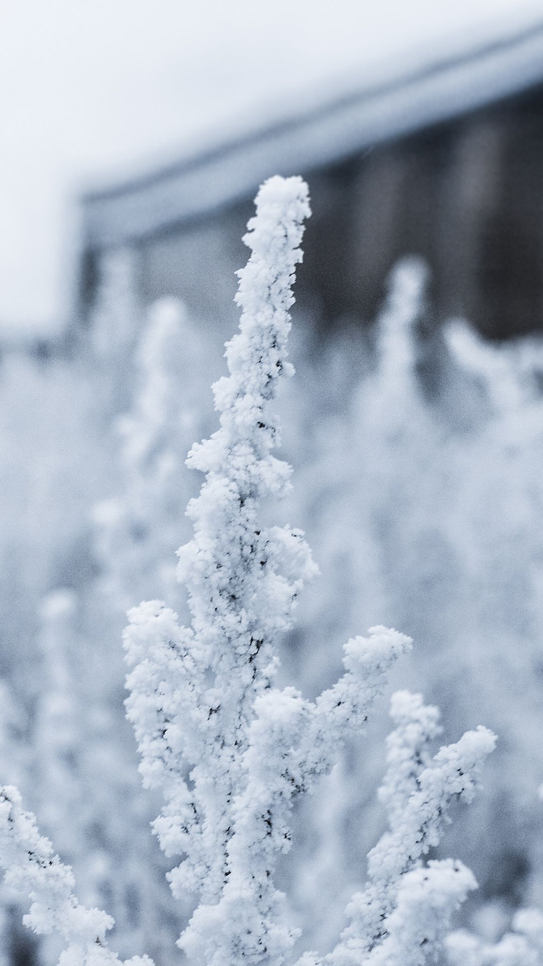 Ramo coperto di neve, 1080x1920 Full HD Verticale, iPhone