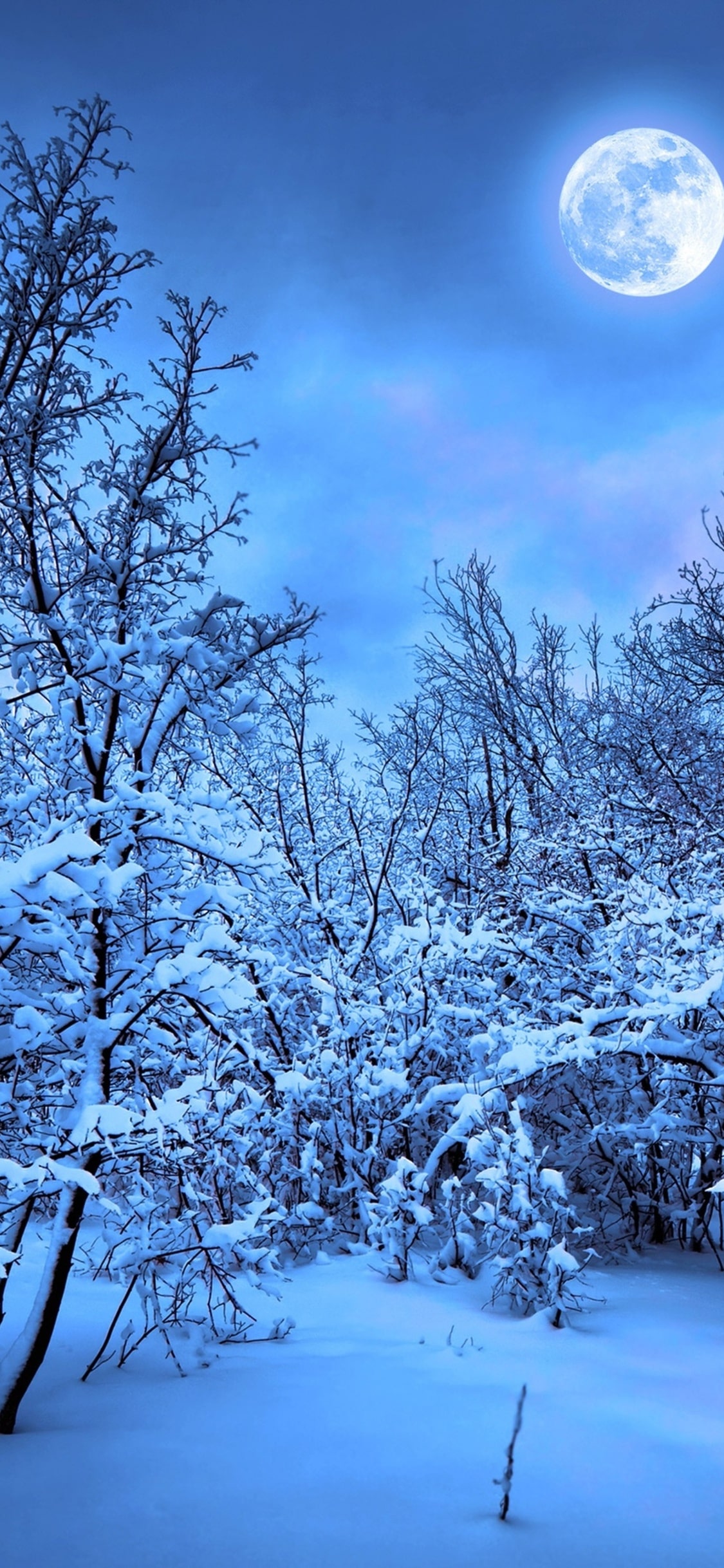 Rami innevati cielo blu, 1125x2436 Full HD Verticale, Smartphone