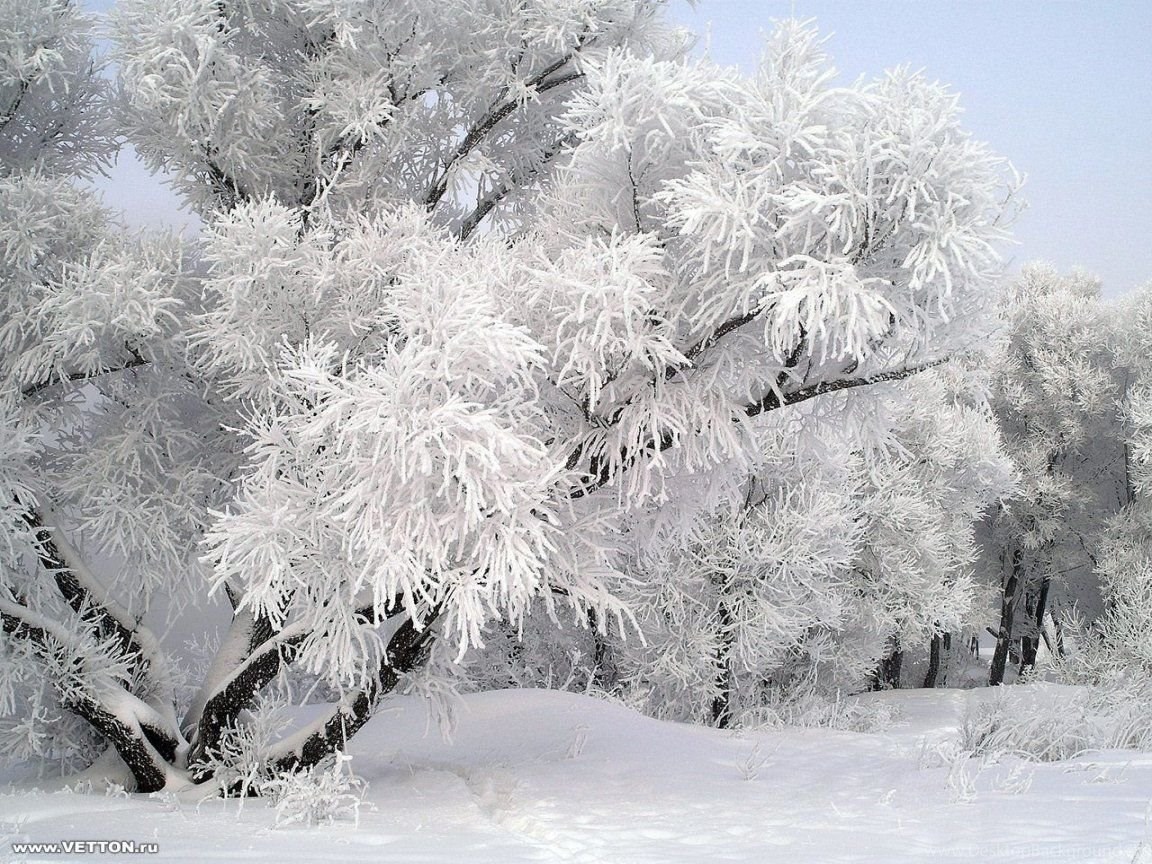 Alberi coperti di neve, 1152x864 HD, Desktop