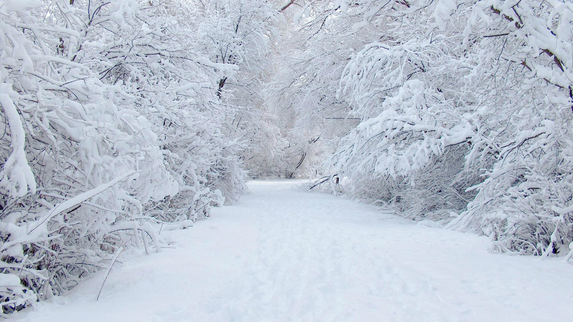 Sentiero innevato tra alberi, 1920x1080 Full HD 1080p, Laptop