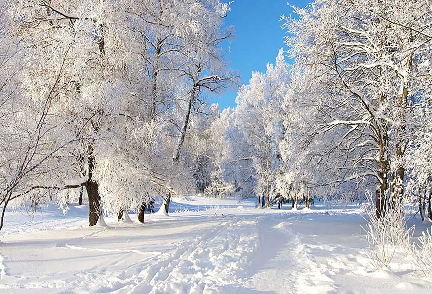 Bosco innevato con sentiero, 1500x1023 720p, Laptop