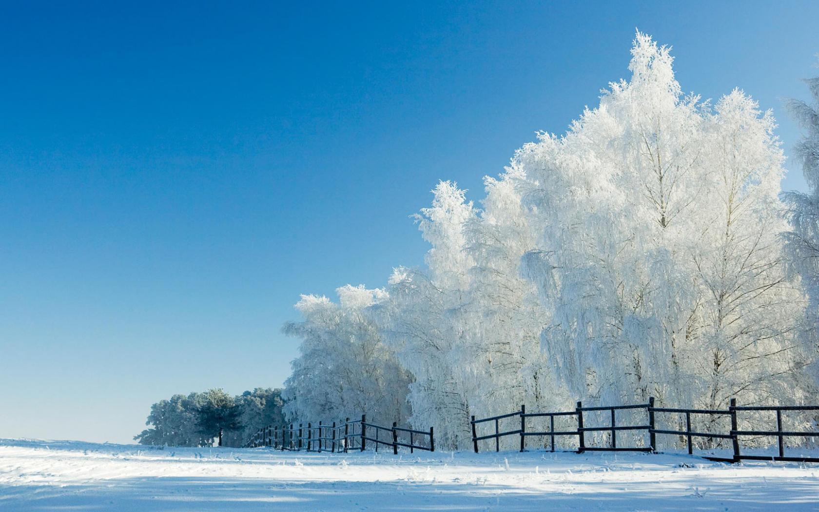 Alberi innevati con recinzione, 1680x1050 HD, Lenovo Legion