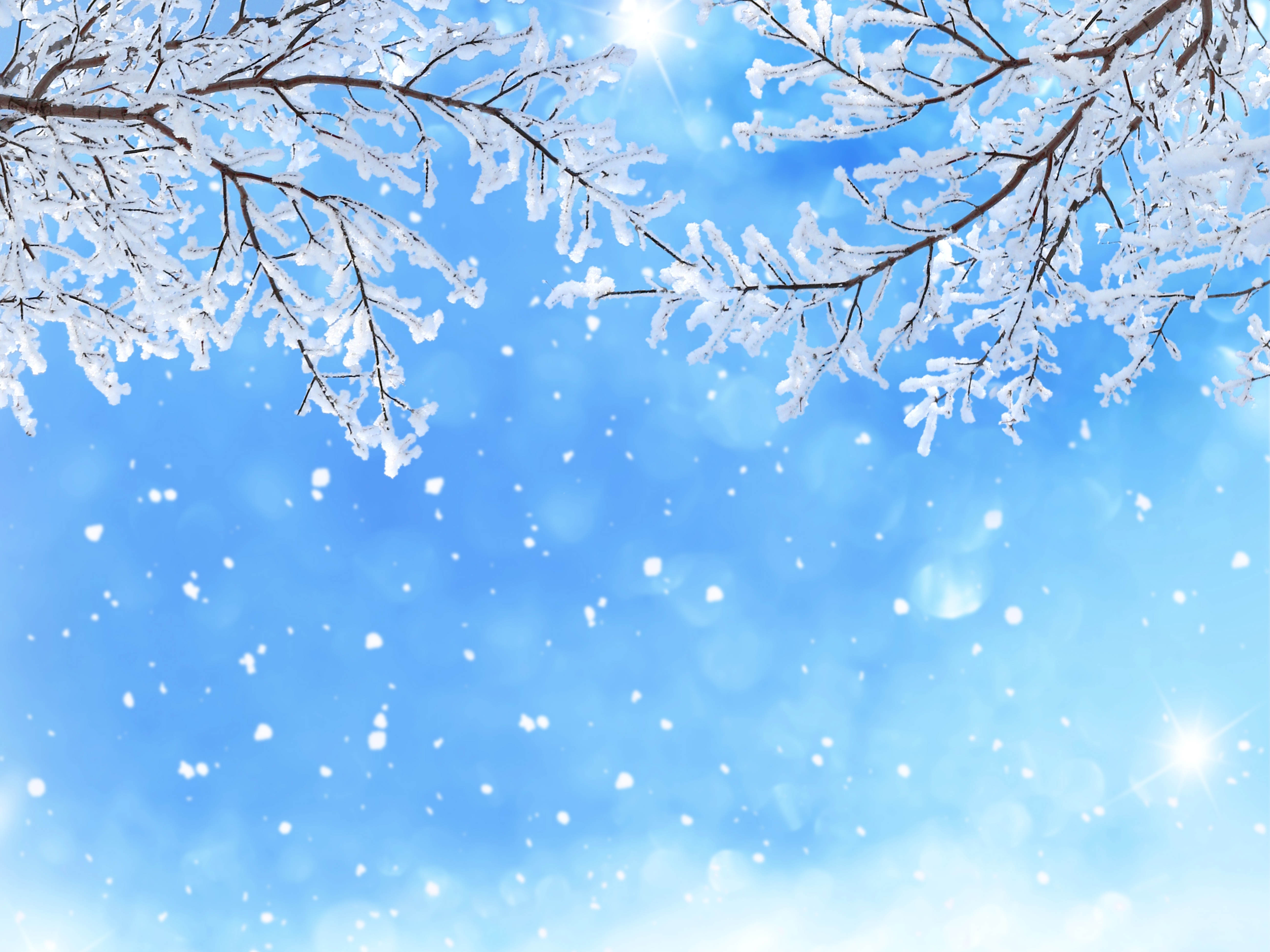 Rami innevati su sfondo blu, 5200x3900 UHD, PC 4K