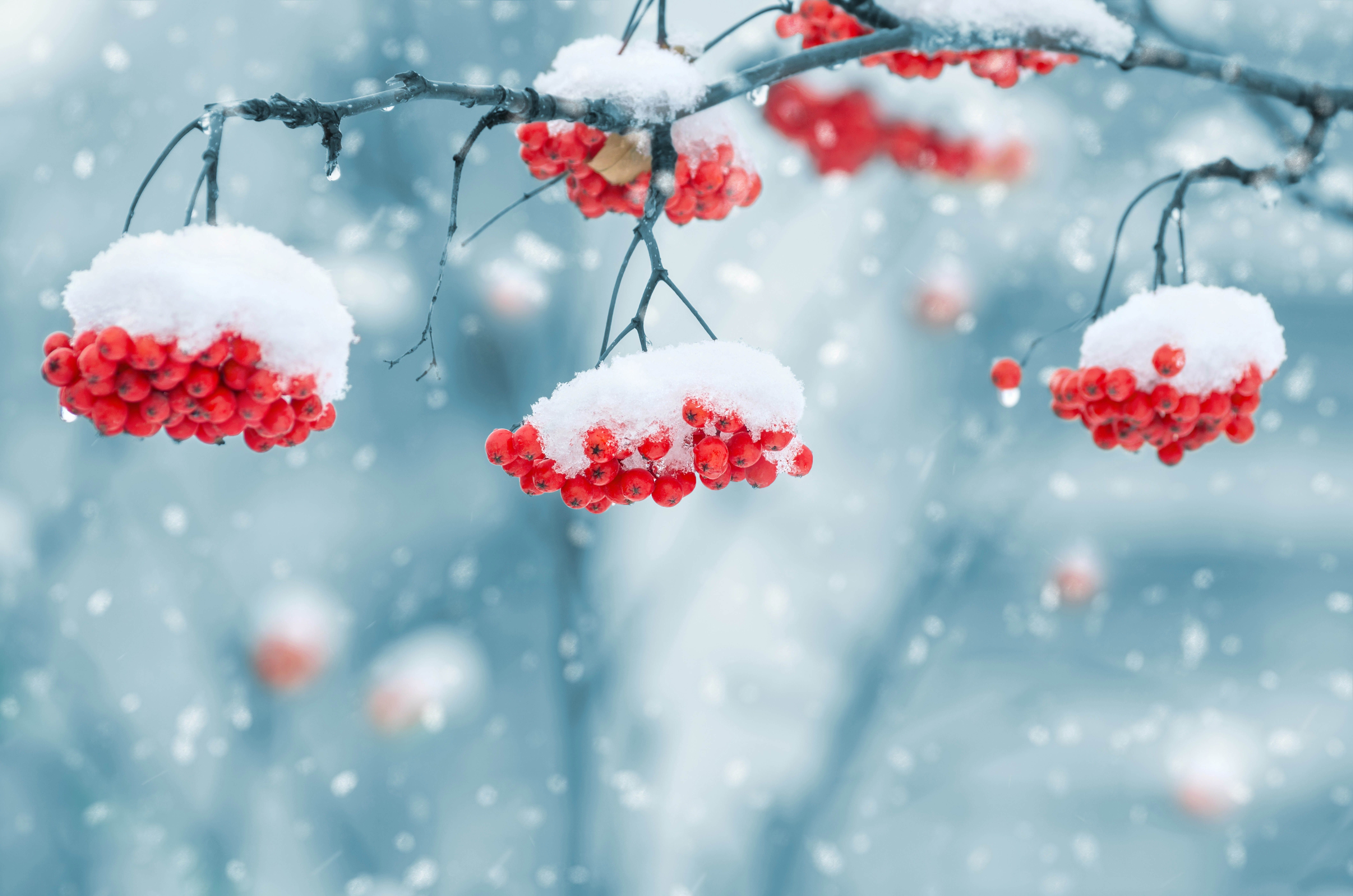 Bacche rosse innevate, 8480x5616 UHD, PC 4K