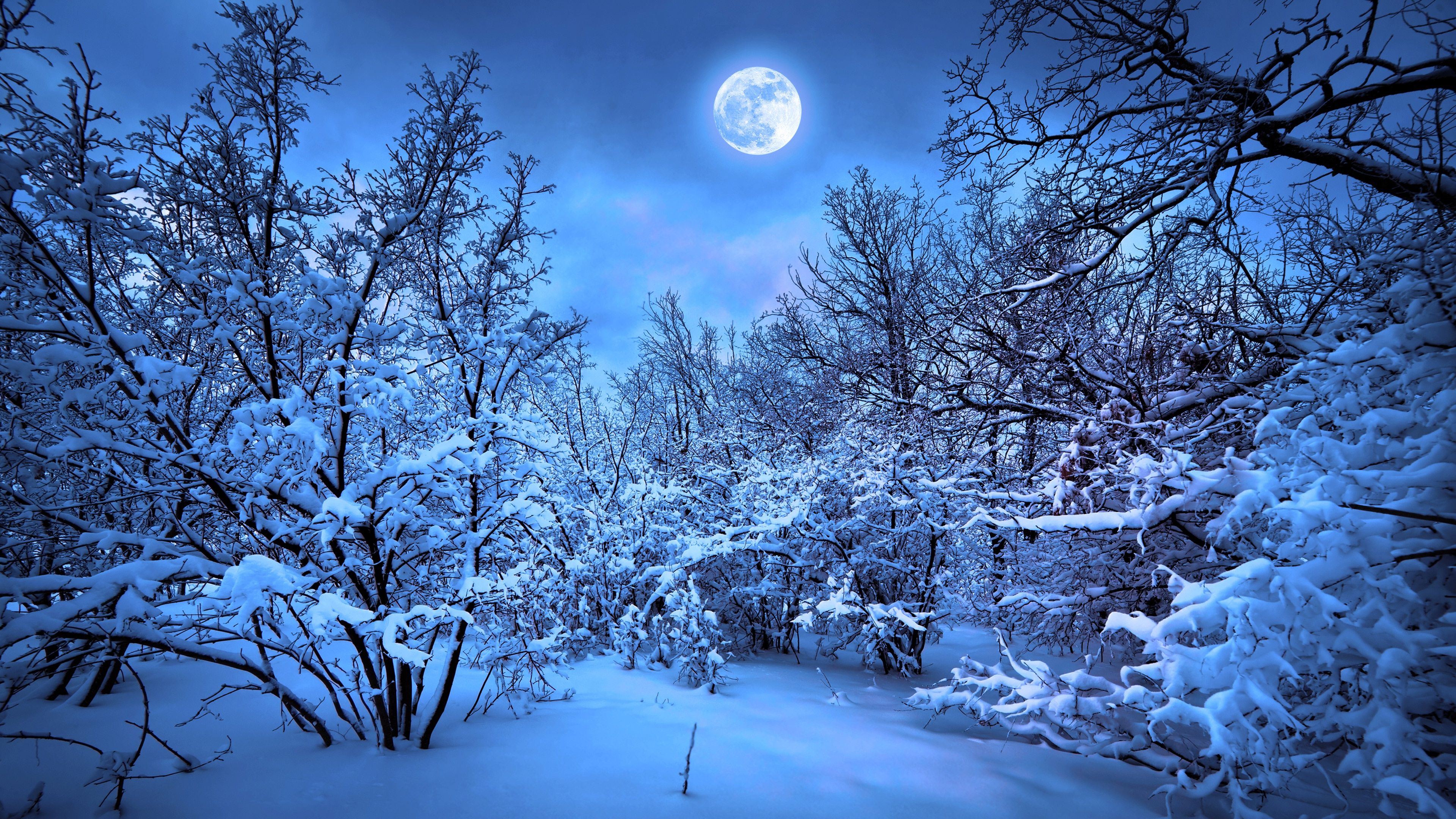 Bosco innevato notturno con luna, 3840x2160 4K, Monitor 4K