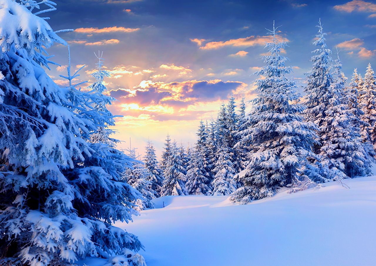 Abeti innevati al tramonto, 1280x908 720p, Laptop