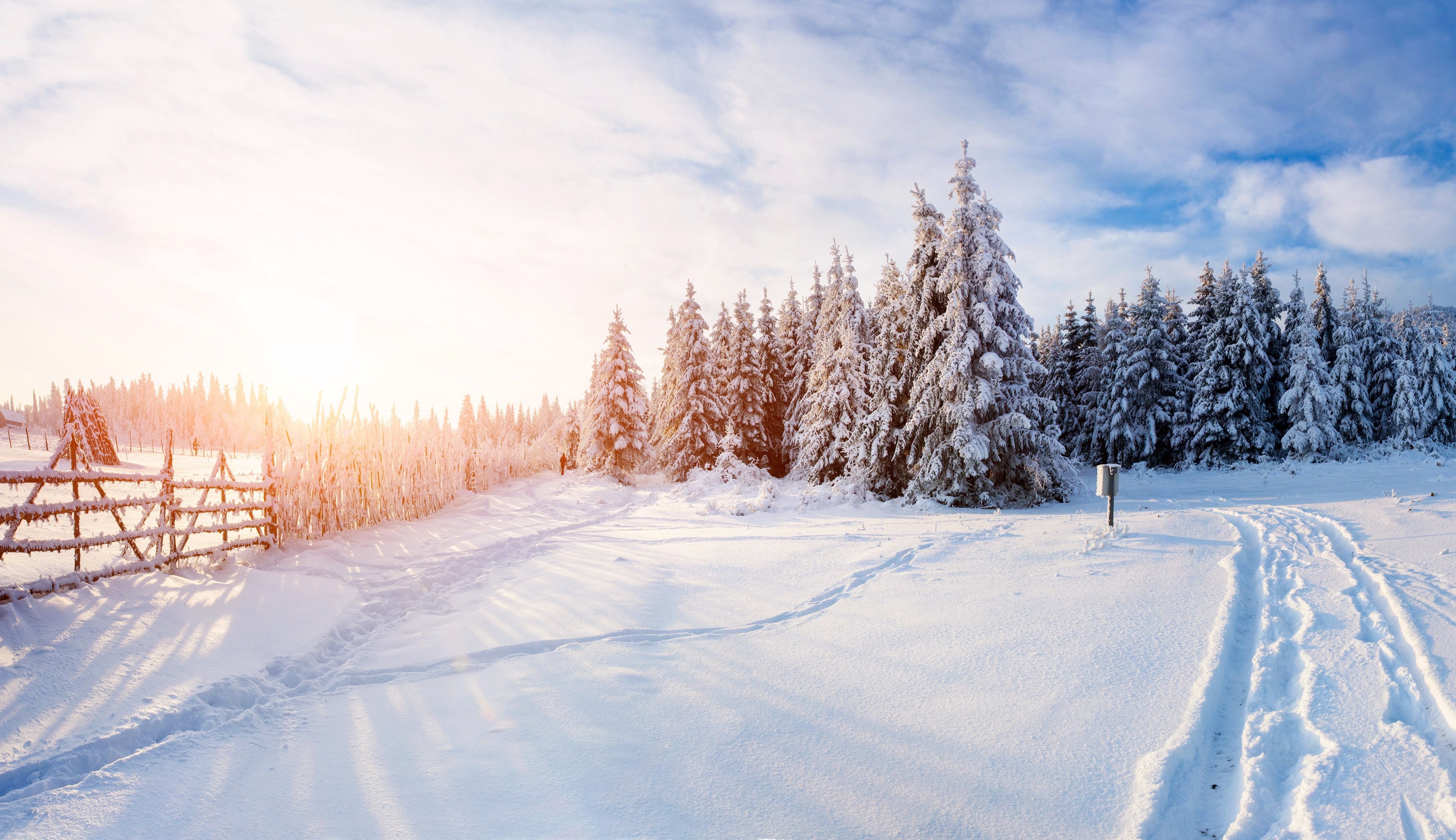 Sentiero innevato tra abeti, 5200x3000 UHD, PC 4K