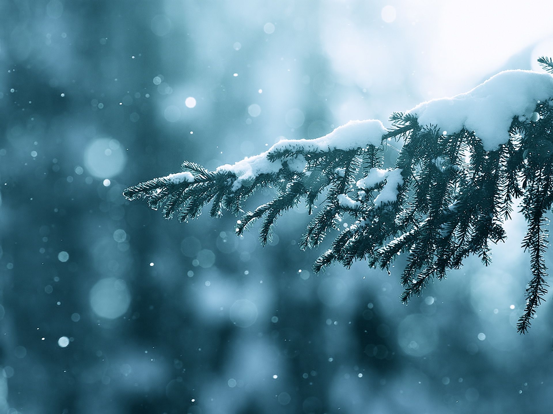Ramo di pino innevato, 1920x1440 Full HD+, iMac
