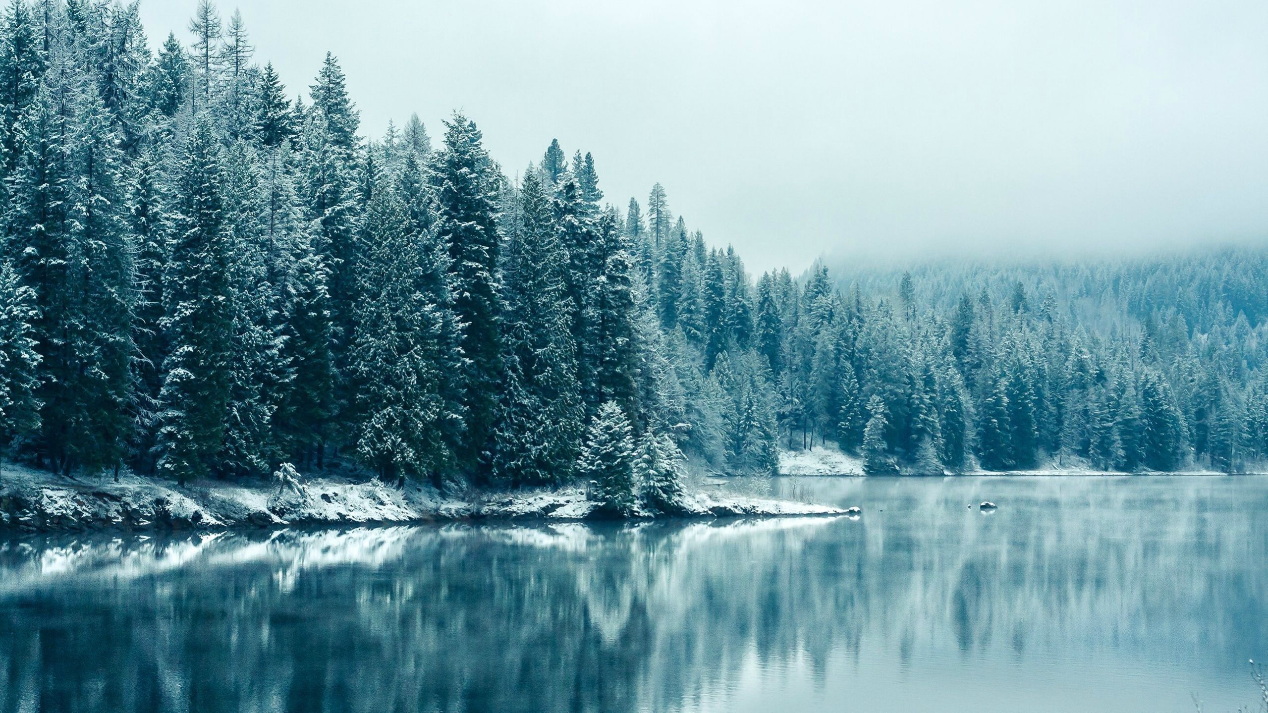 Pini innevati riflessi nel lago, 2559x1439 Hi-Res, Desktop