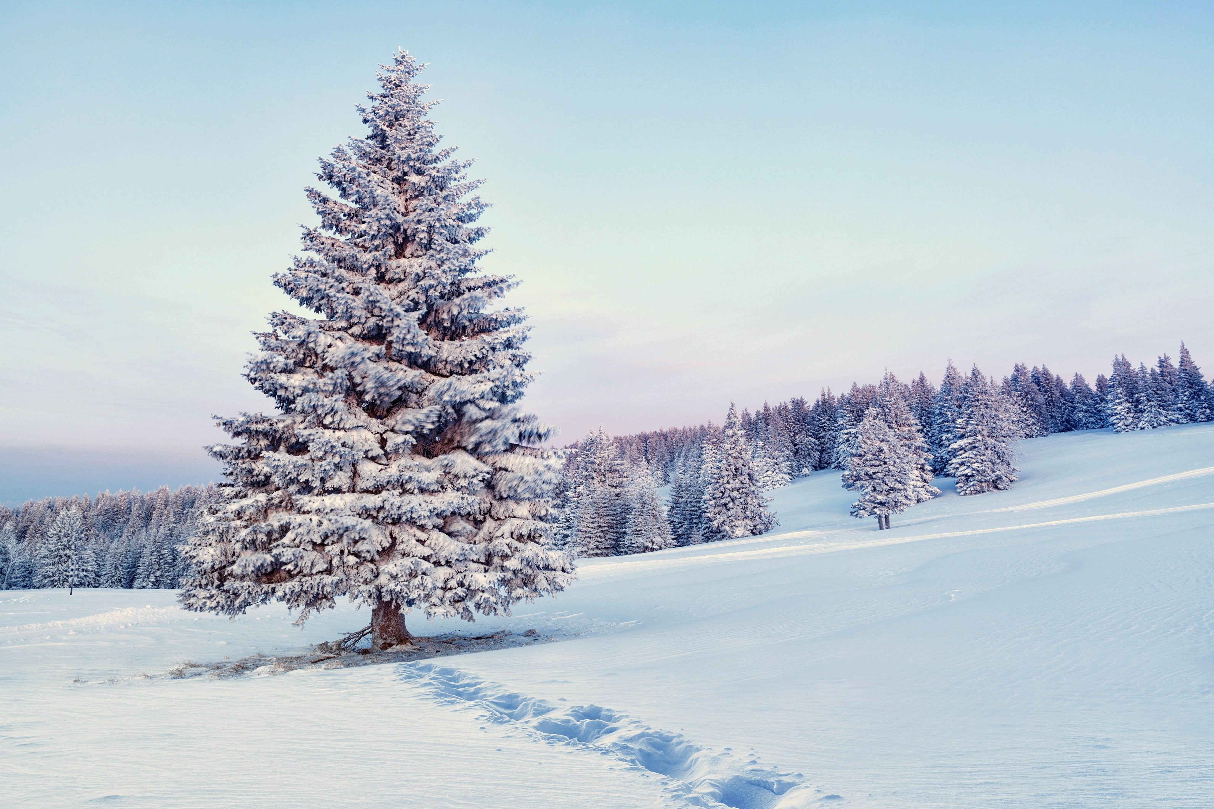 Abete innevato su collina, 4100x2733 4K, Desktop 4K