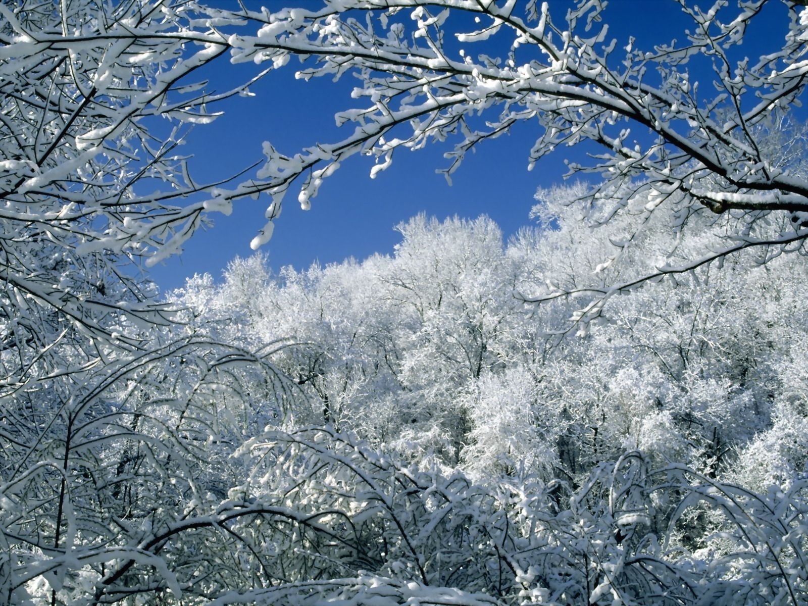 Rami innevati contro cielo blu, 1600x1200 HD Ready, Desktop