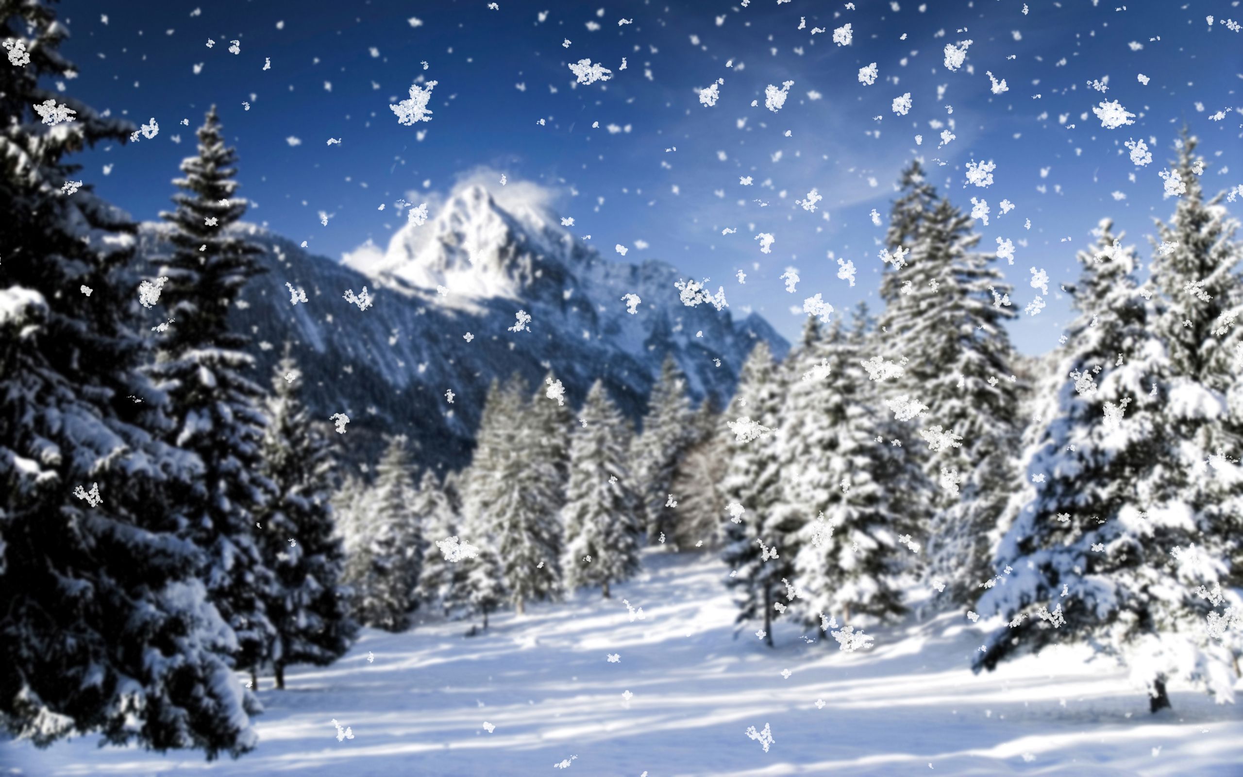 Montagne innevate con abeti, 2560x1600 WQXGA, PC