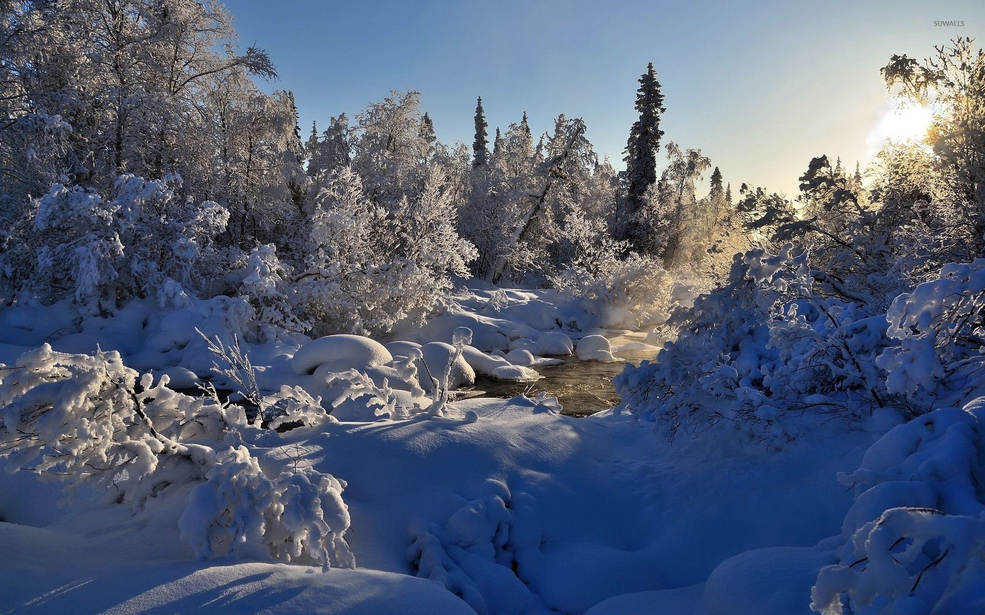 Bosco innevato con sole, 1920x1200 Full HD+ WUXGA, Laptop