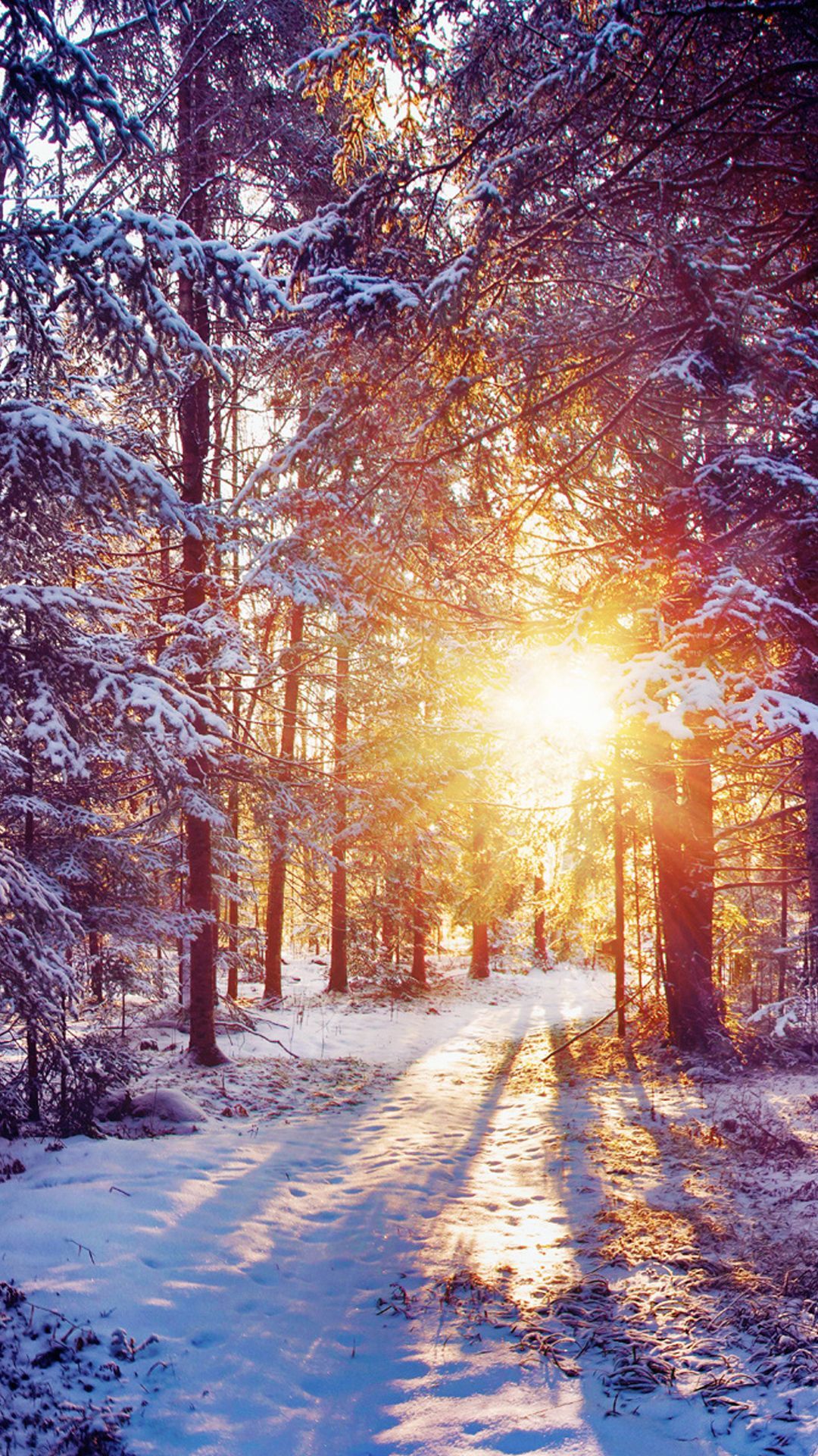 Foresta innevata con alba dorata, 1080x1920 Full HD Verticale, iPhone