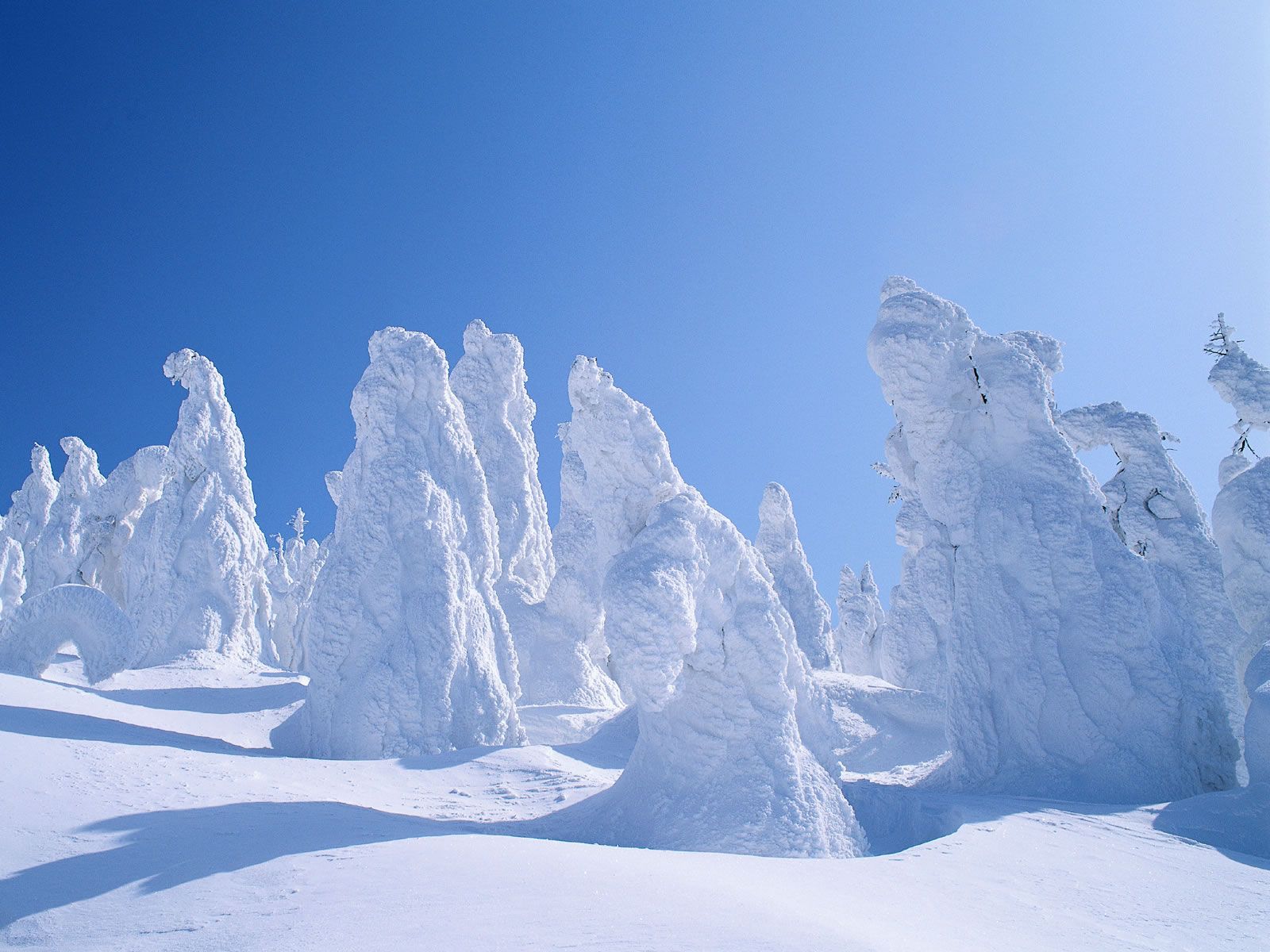 Alberi coperti di neve, 1600x1200 900p, Desktop
