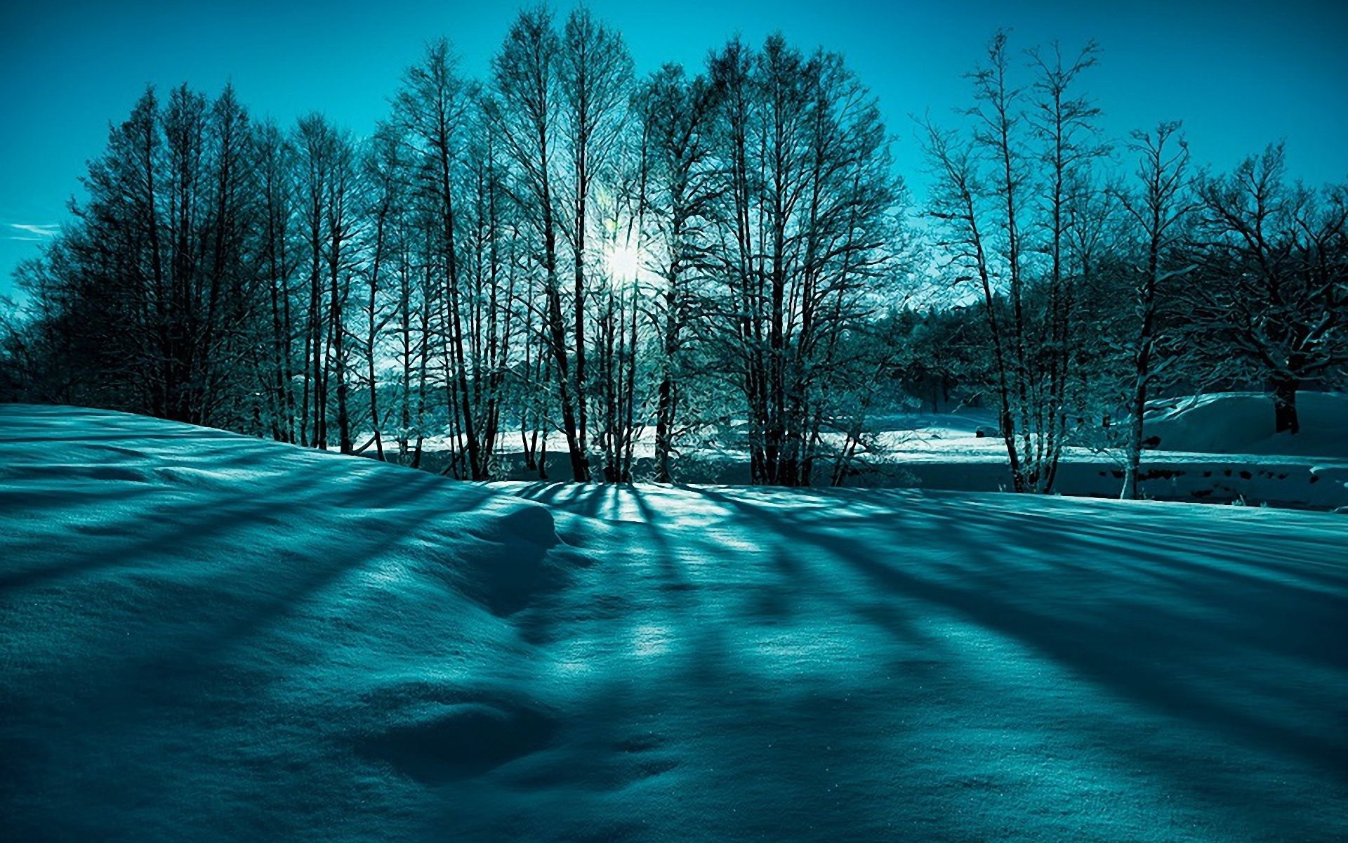 Alberi spogli su neve invernale, 1920x1200 Full HD+, Laptop