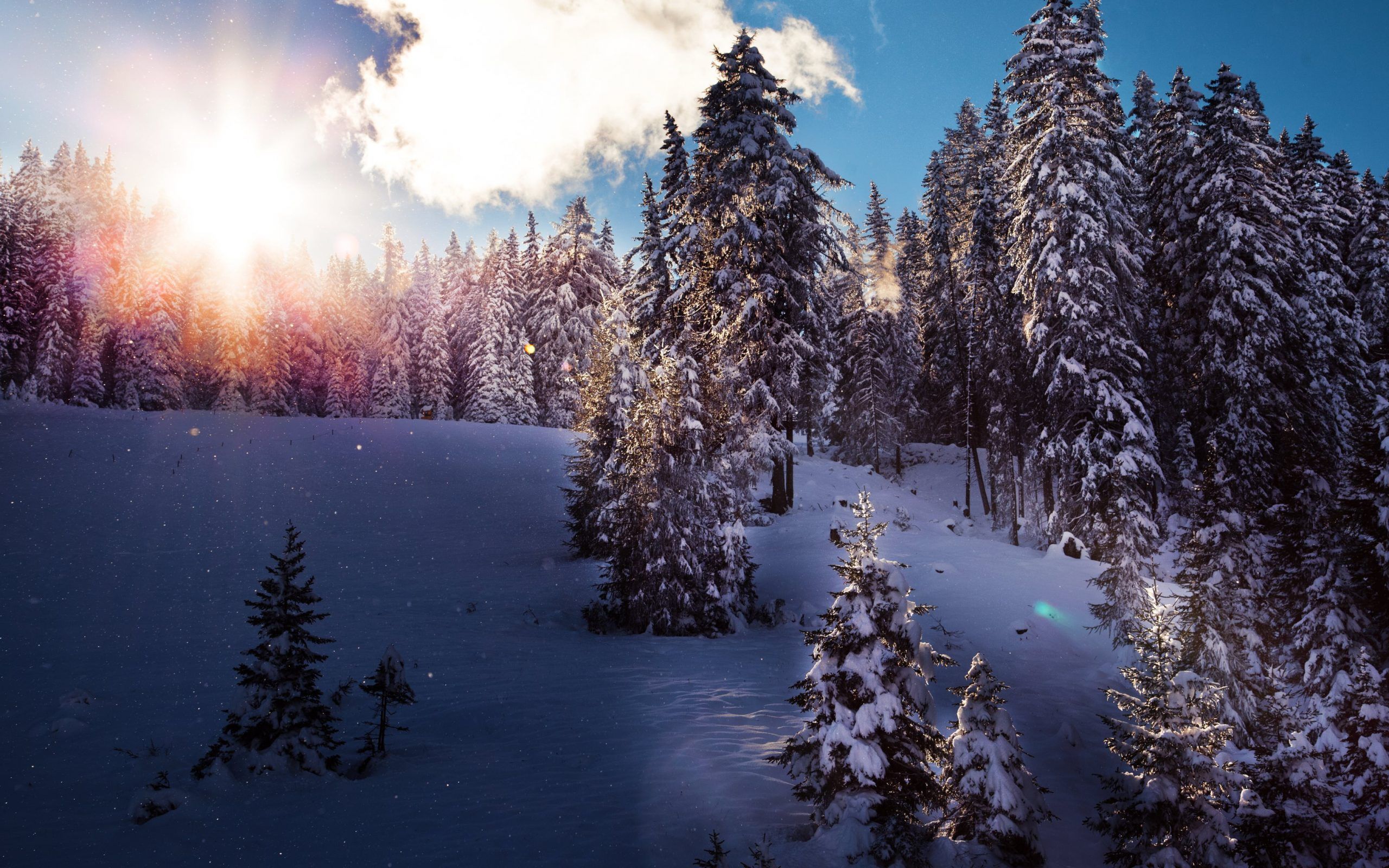 Foresta innevata con sole, 2560x1600 2K, Desktop