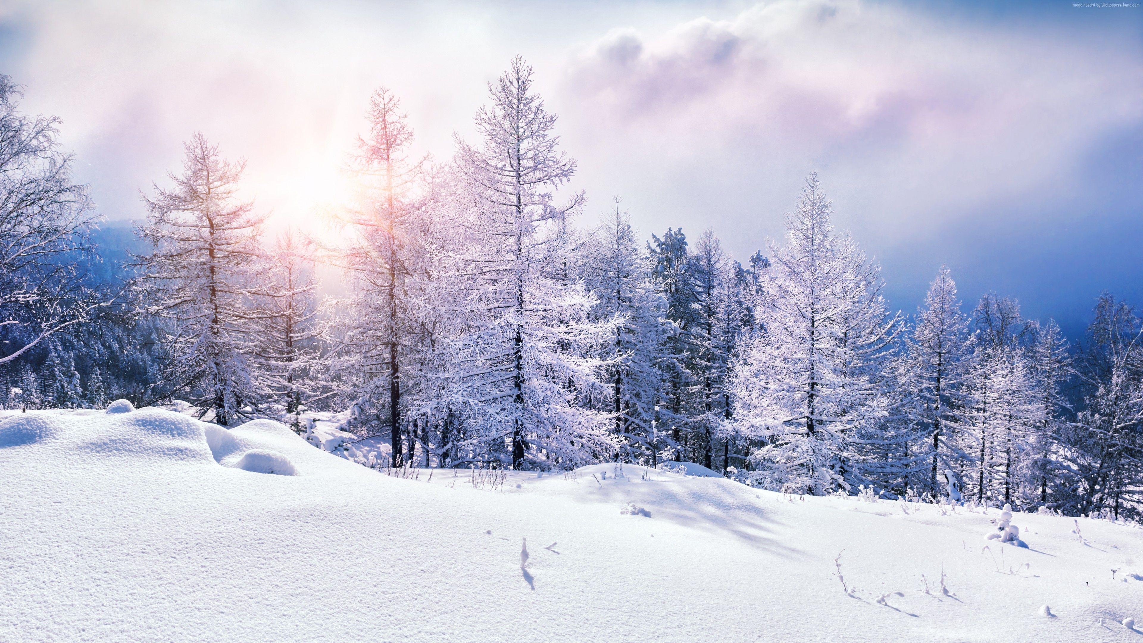 Foresta innevata con sole, 3840x2160 Ultra HD, 4K TV