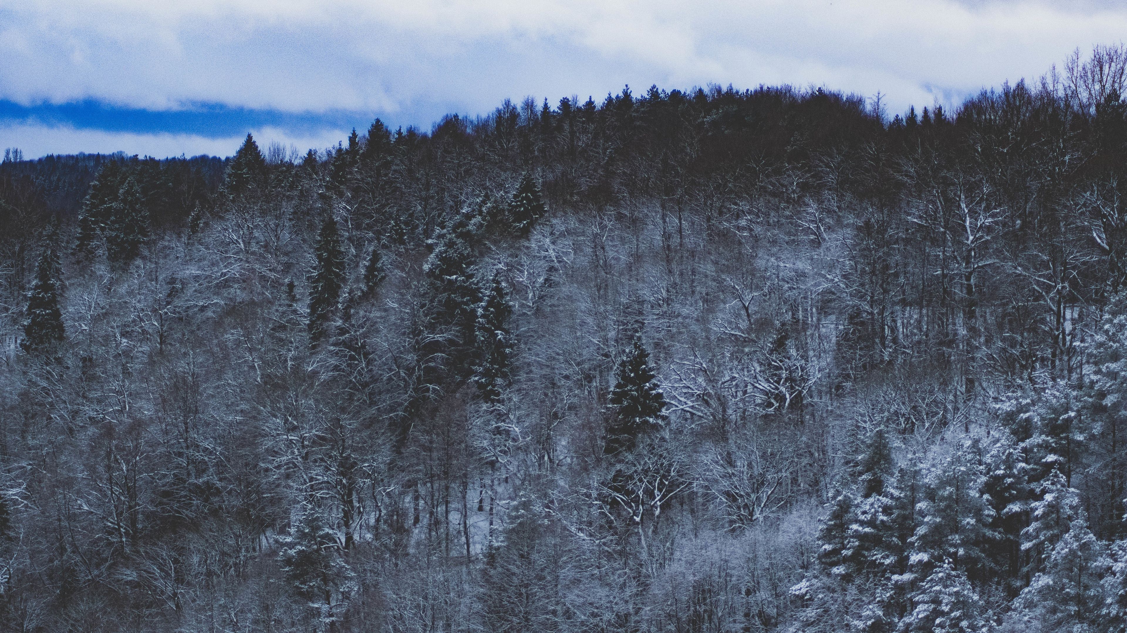 Foresta innevata collina invernale, 3840x2160 4K, Monitor 4K