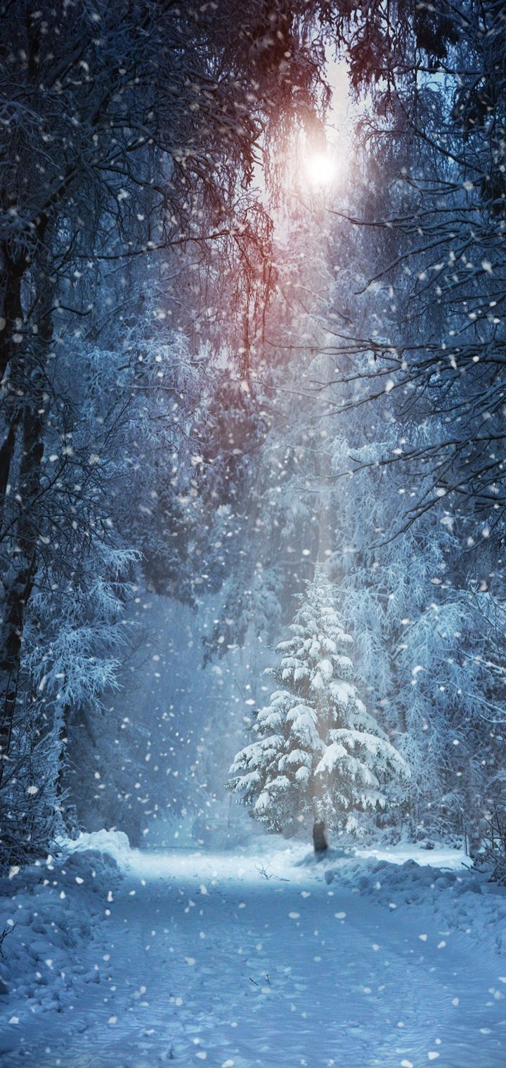 Foresta innevata con luce, 720x1520 Verticale, OnePlus