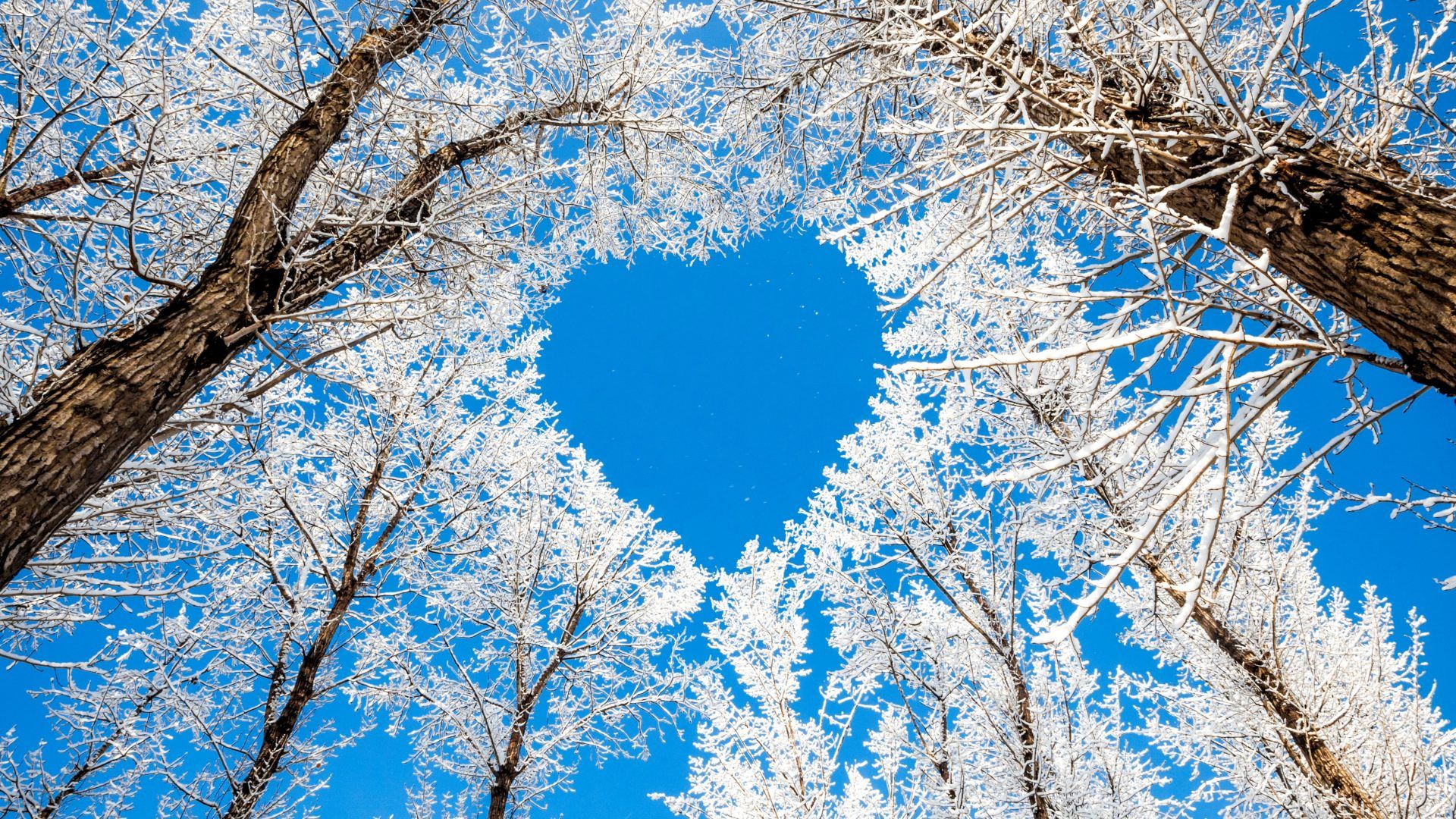Cuore di rami innevati, 1920x1080 1080p, Laptop