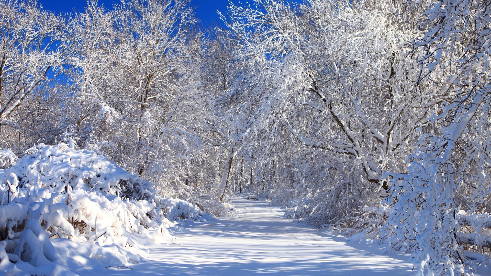 Sentiero innevato tra alberi, 1920x1080 Full HD 1080p, Laptop